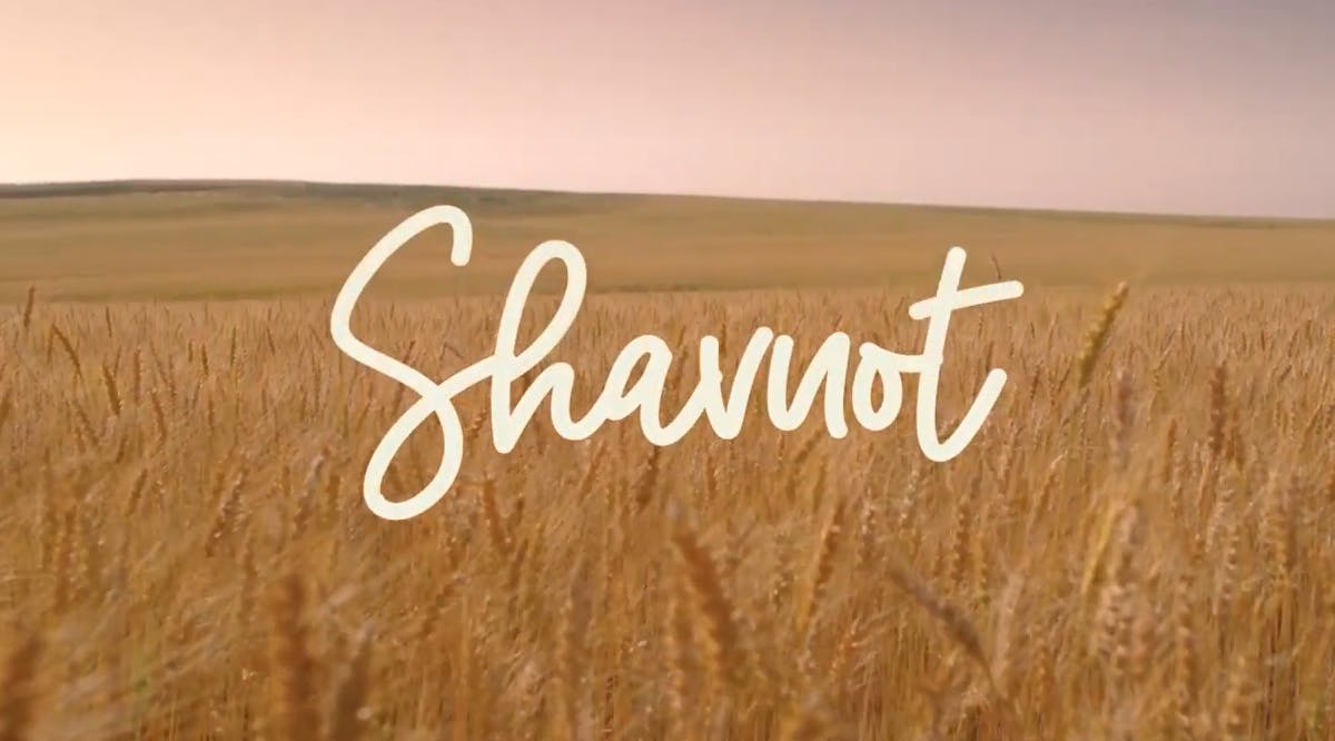 Shavuot—also called the Feast of Weeks