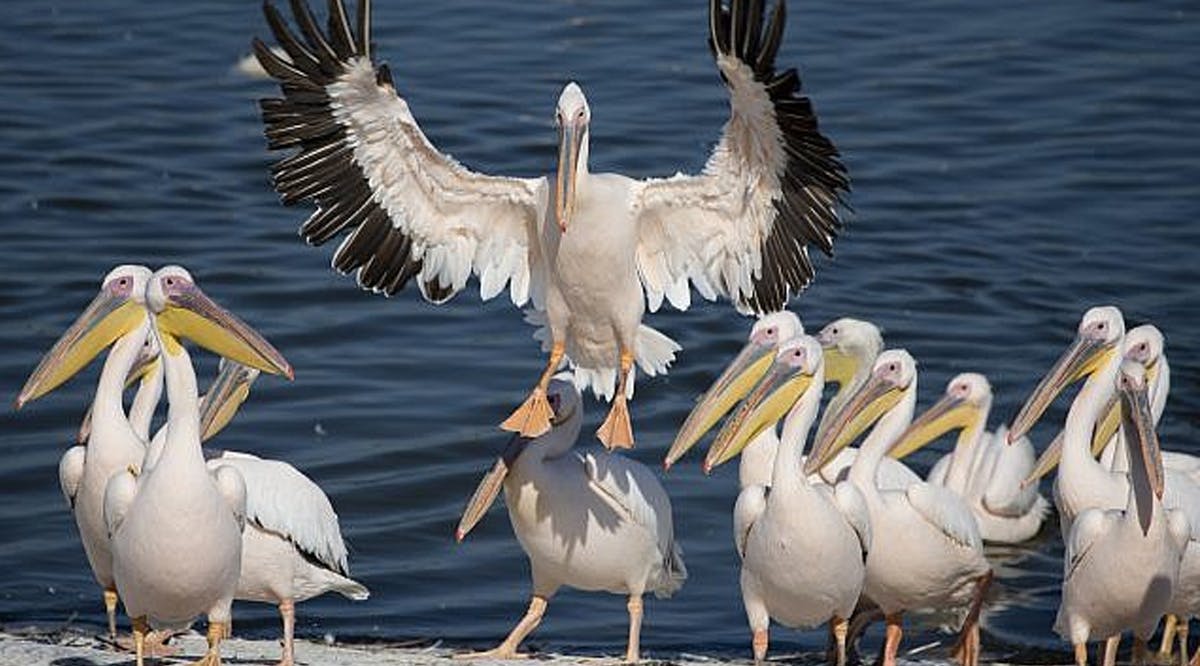 Great White Pelican prepares to land in the Mishmar HaSharon reservoir in the Hefer Valley, central Israel