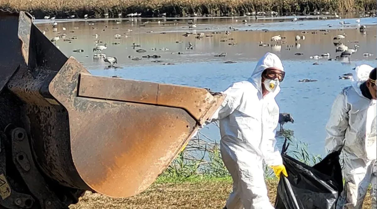 Workers remove dead cranes infected with avian flu in Israel