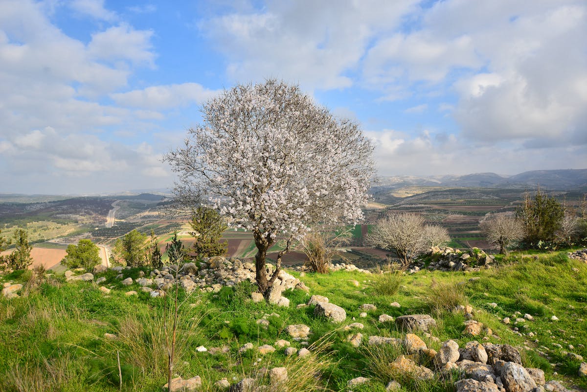 What is Tu Bishvat? | Blog | Vision for Israel