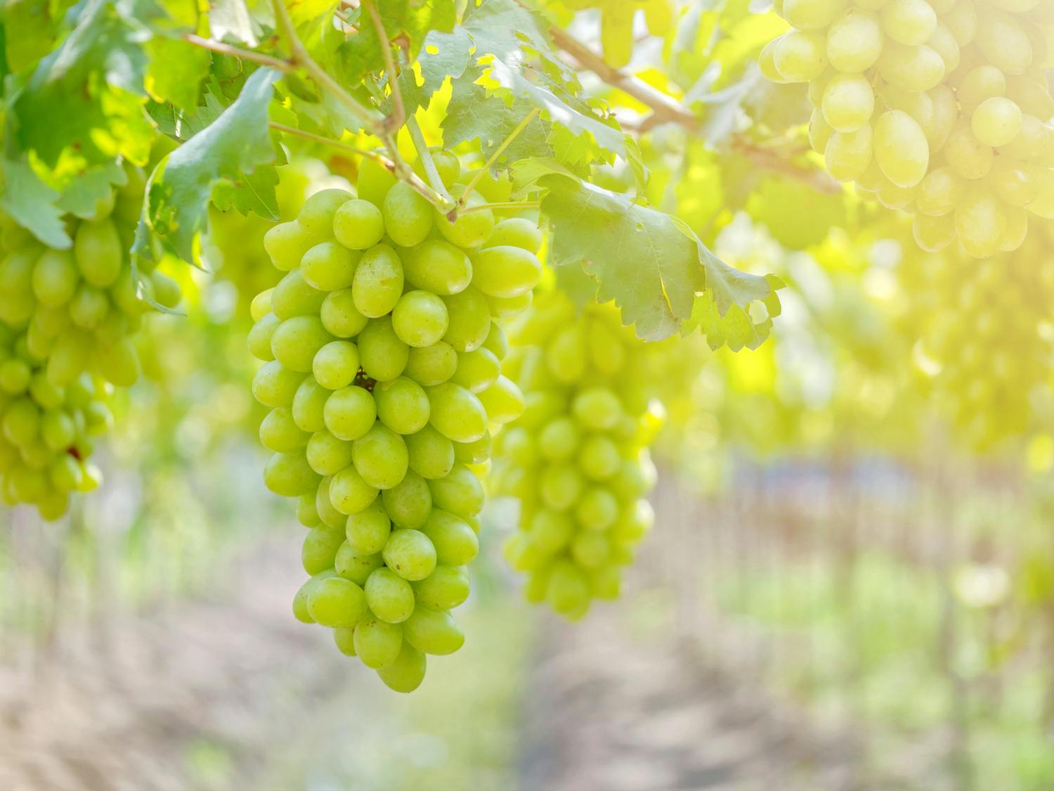 Grapes