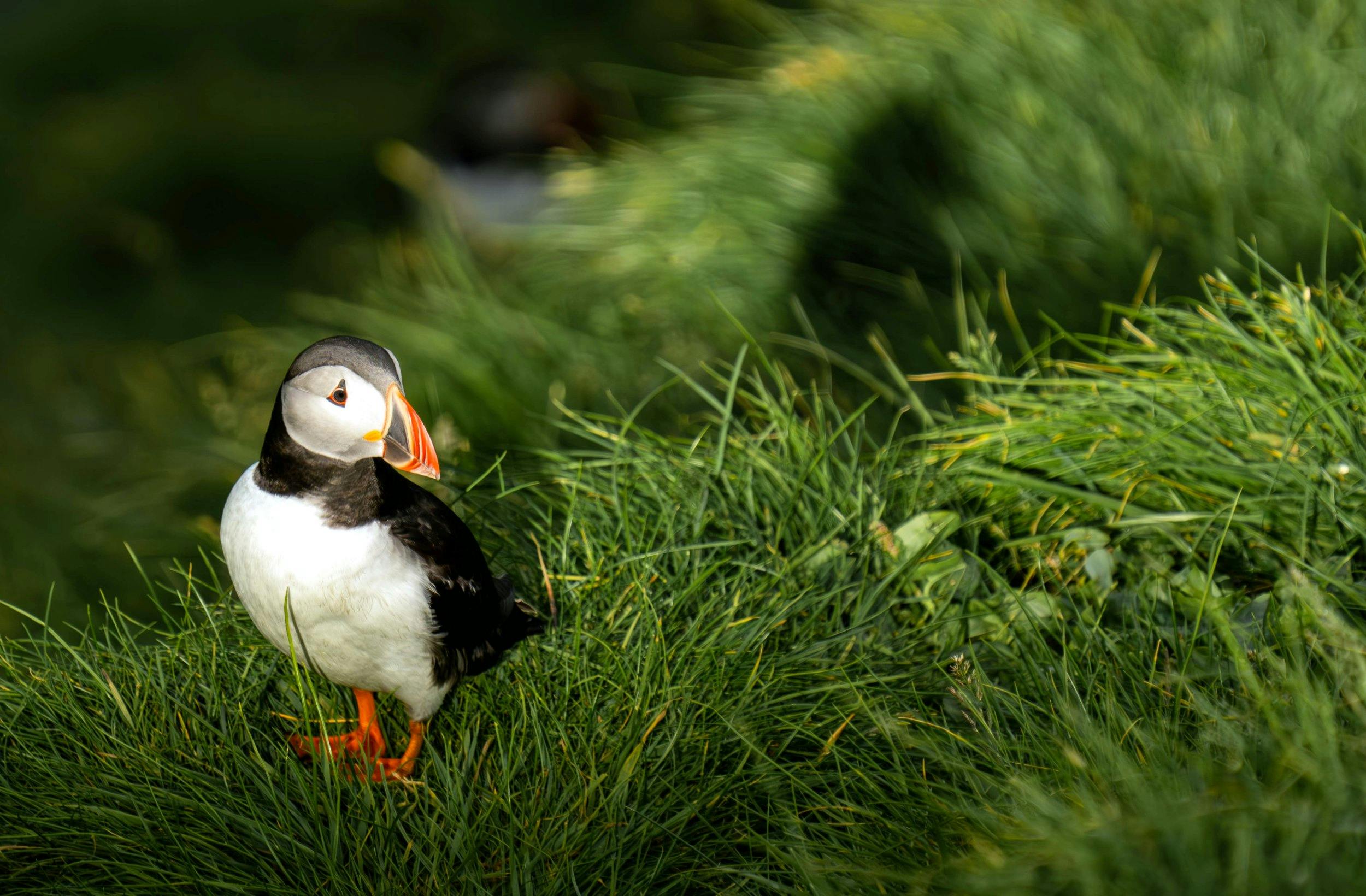 Papageientaucher, Vestmannaeyjar, Island