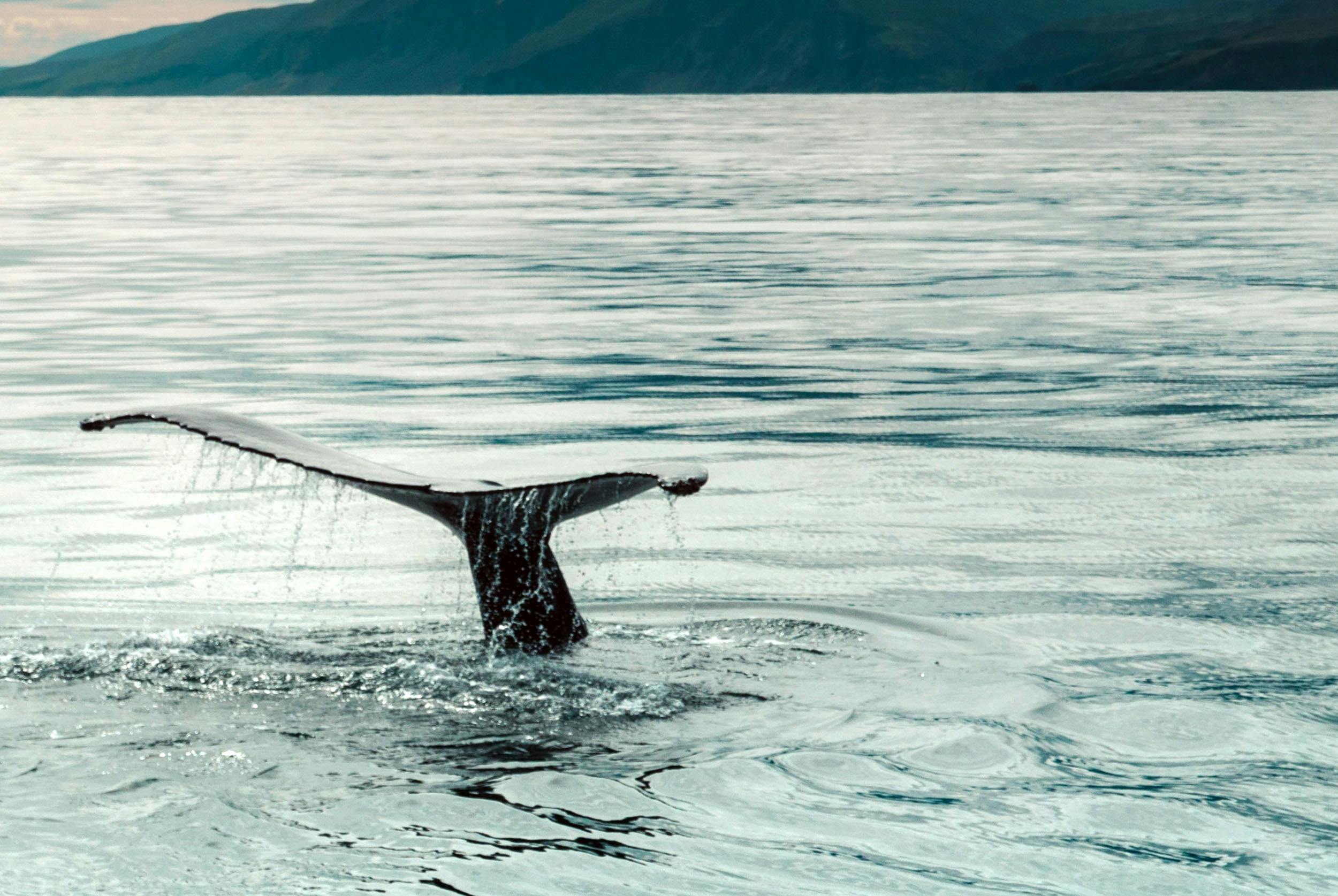 Buckelwalfluke, Whale Watching, Island