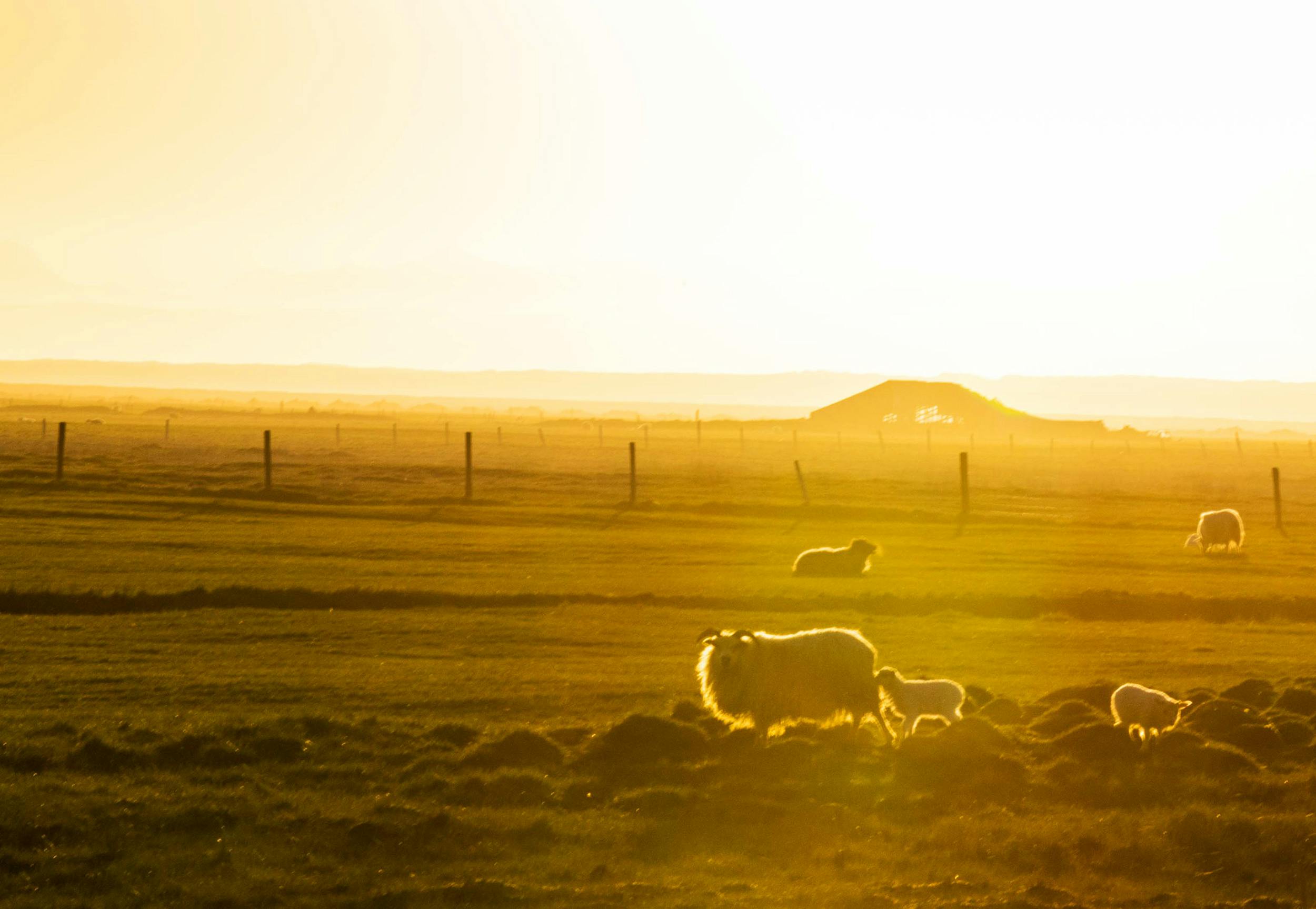 Schafe, Mitternachtssonne, Island