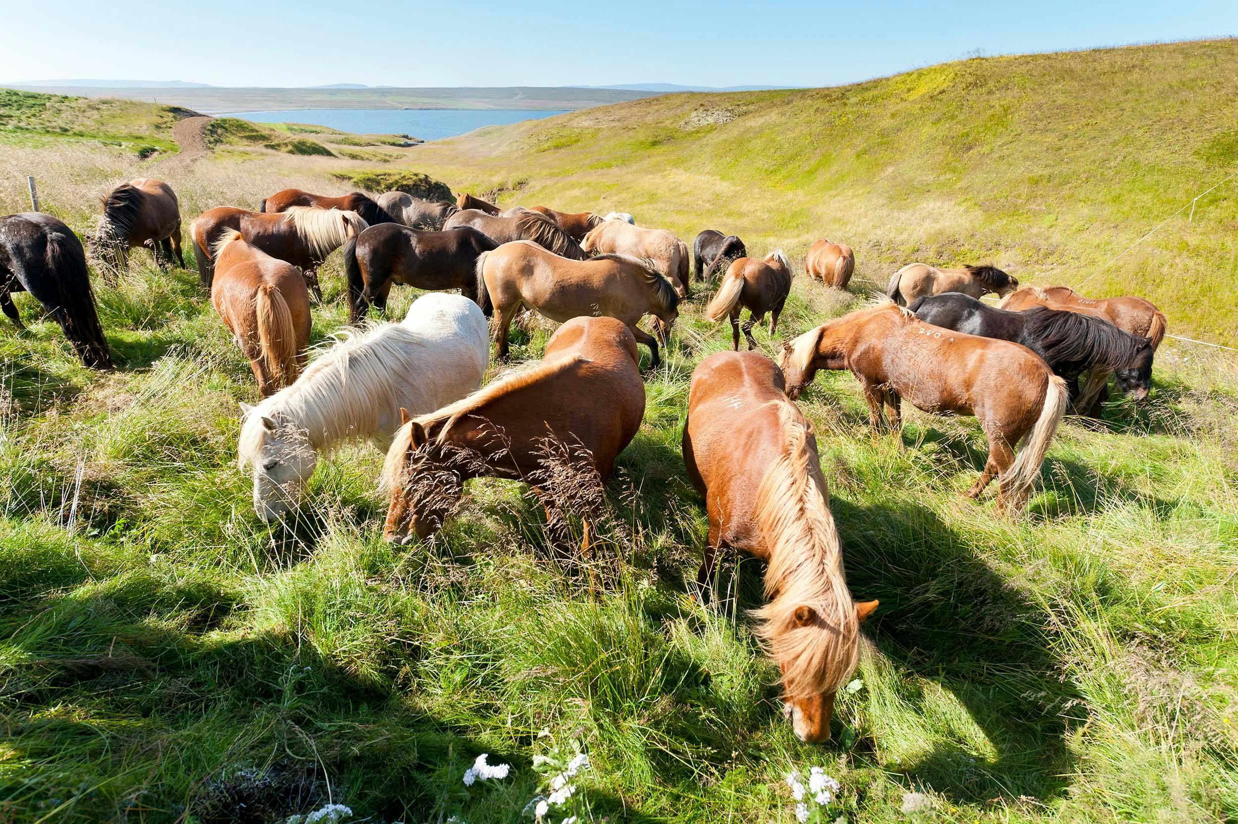 Islandpferde, Herde, grasen, Island