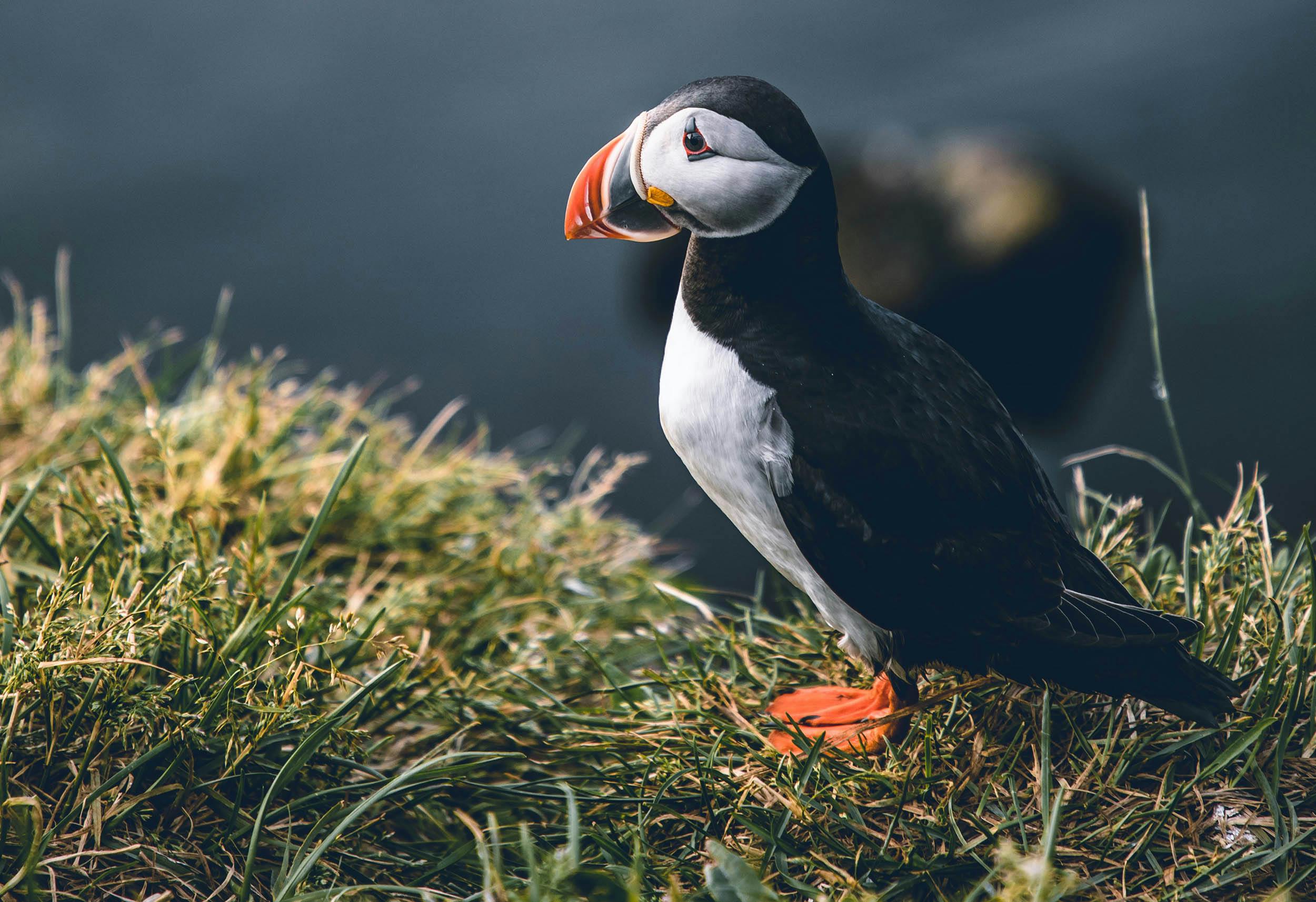 Papageitacher, Island