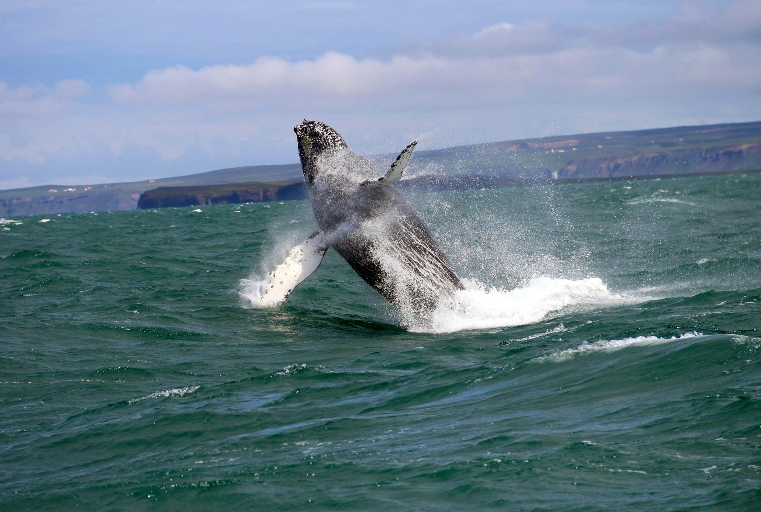 Buckelwal springt, Whale watching, Húsavík, Island