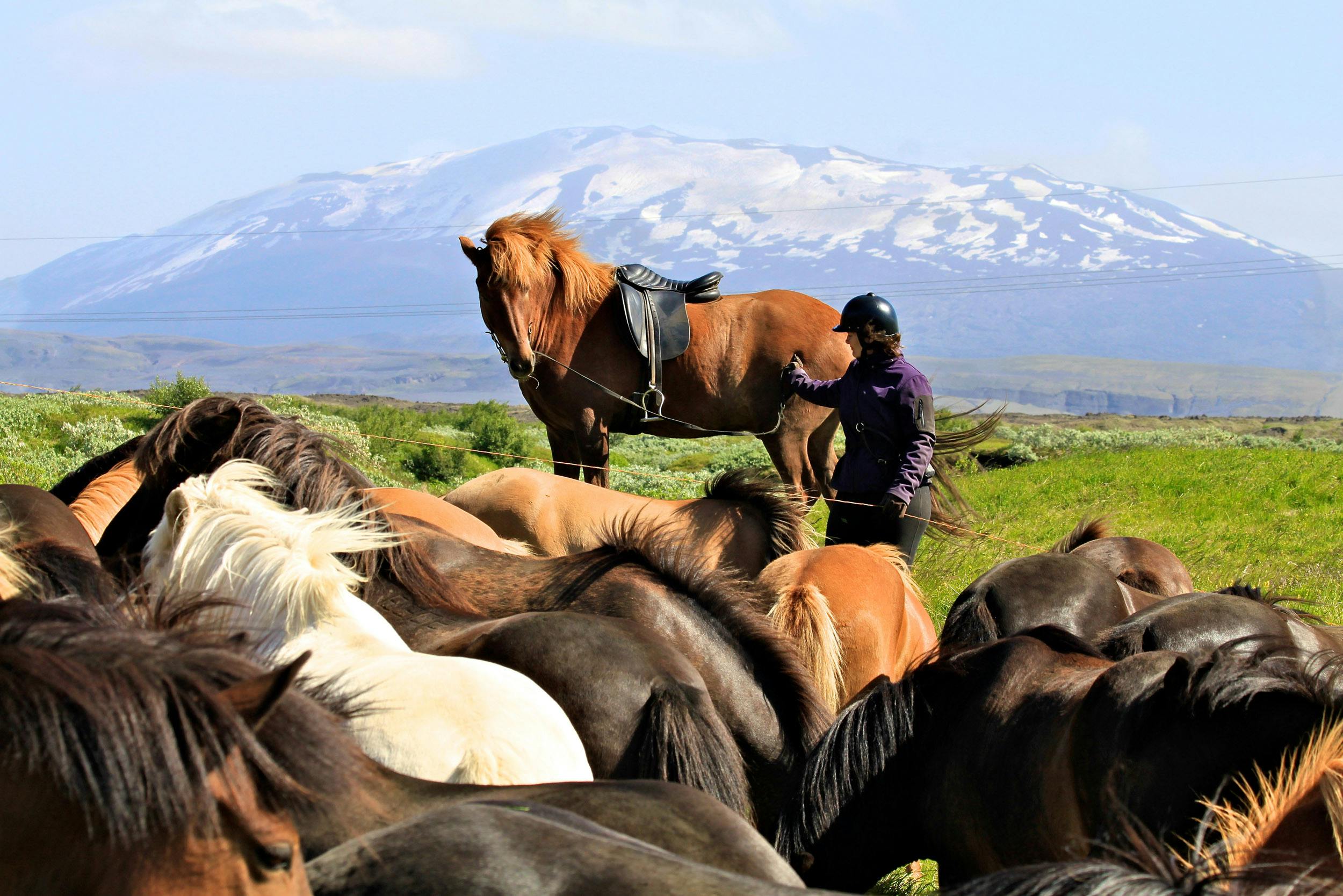 Vulkan Hekla, Islandpferde, Reiter, Island