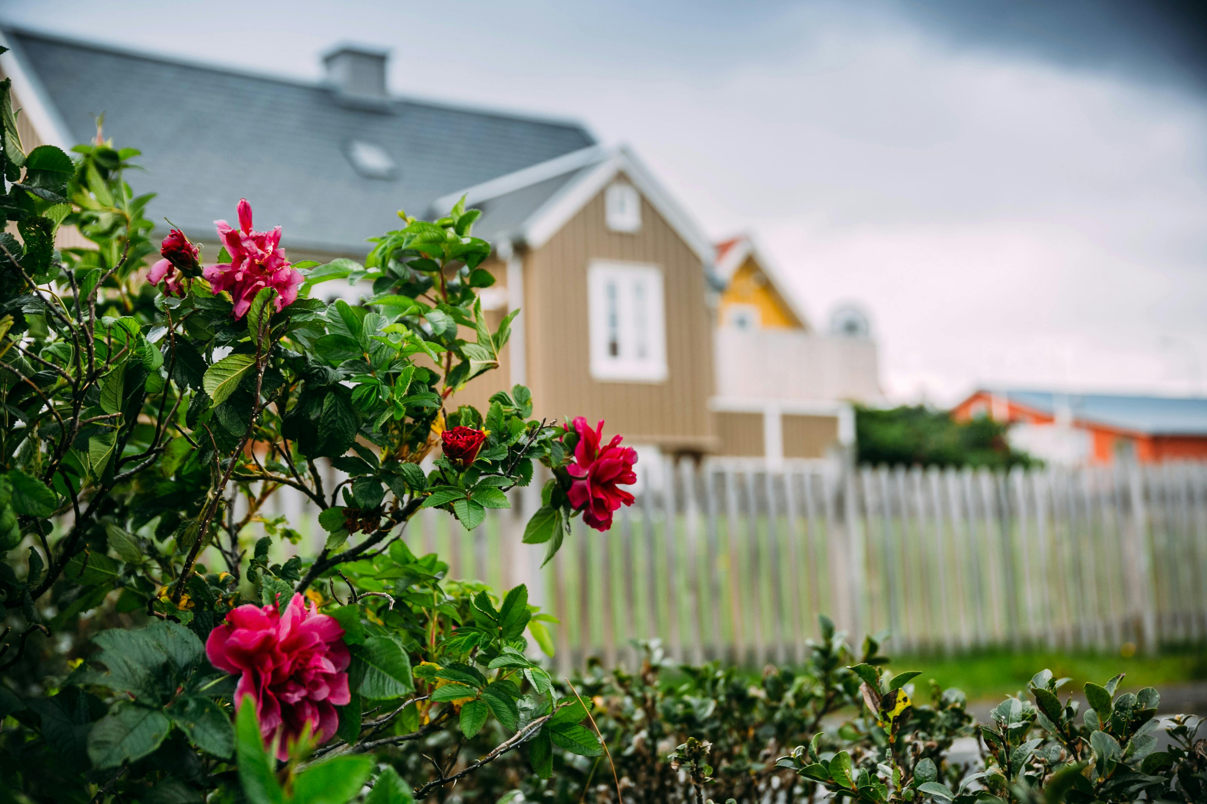 Blumen, Haus, Sneafellsnes, island