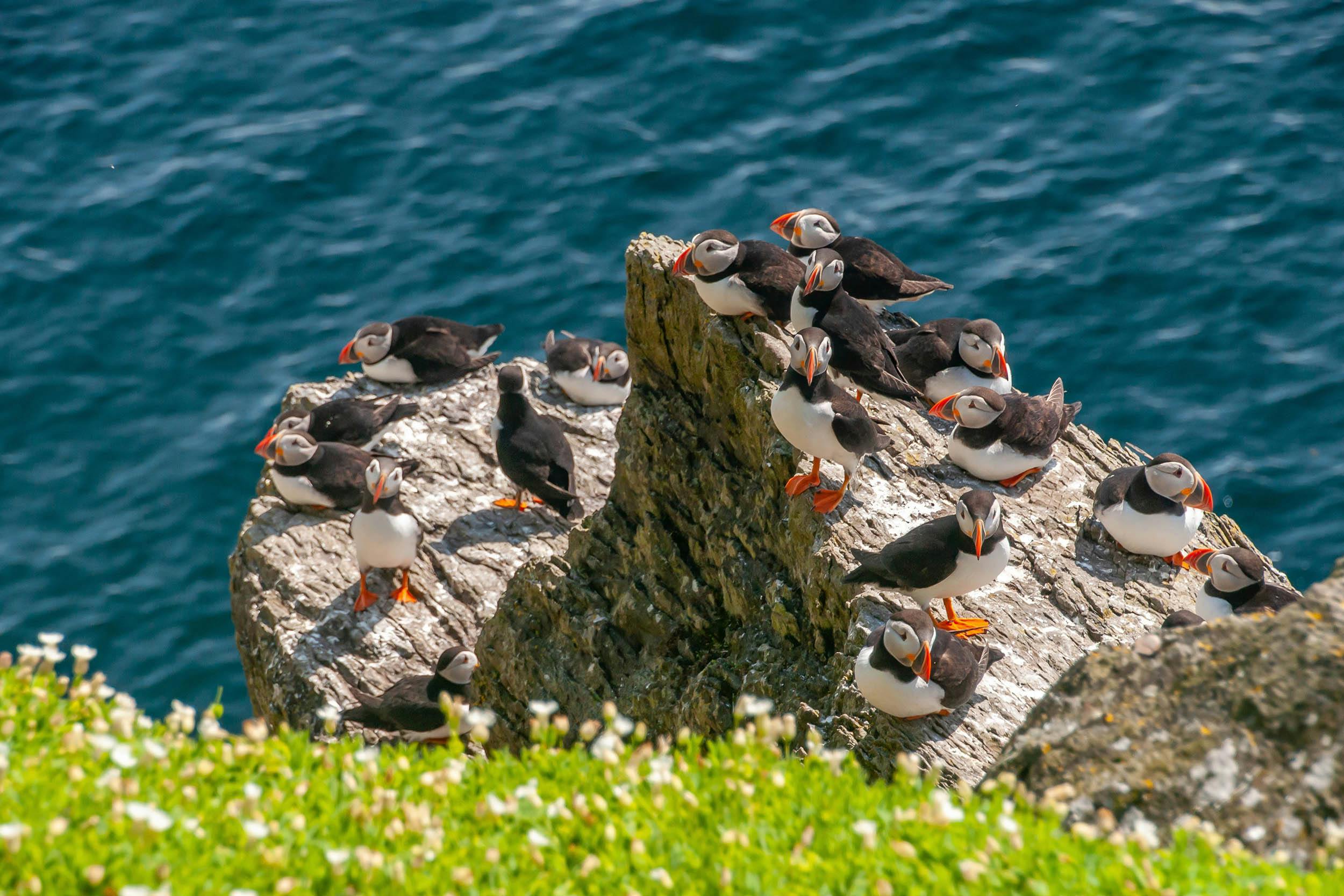 Vogelfelsen, Papageientaucher, Island