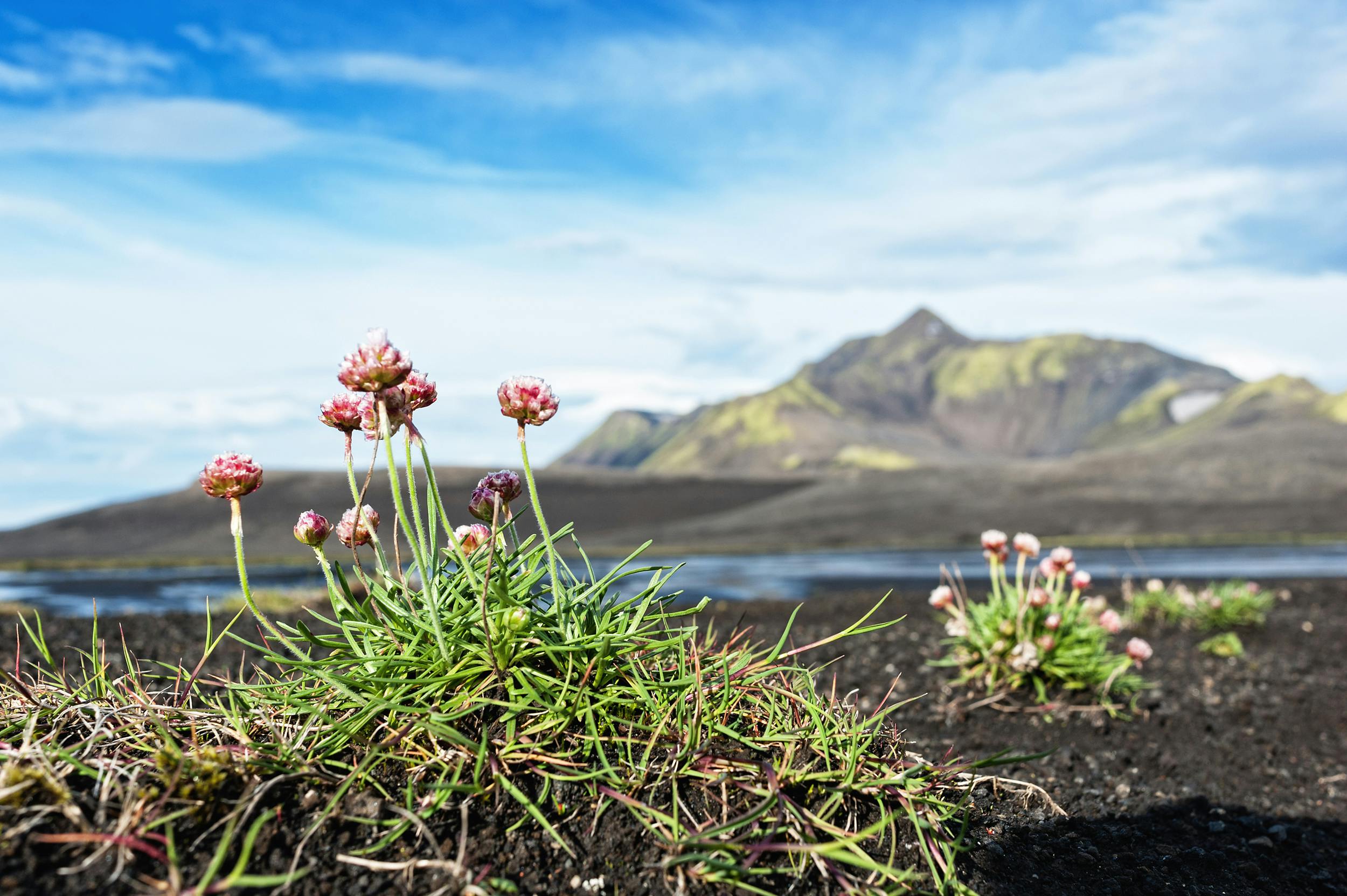 Blume, Wüste, Sprengisandur, Hochland, Island