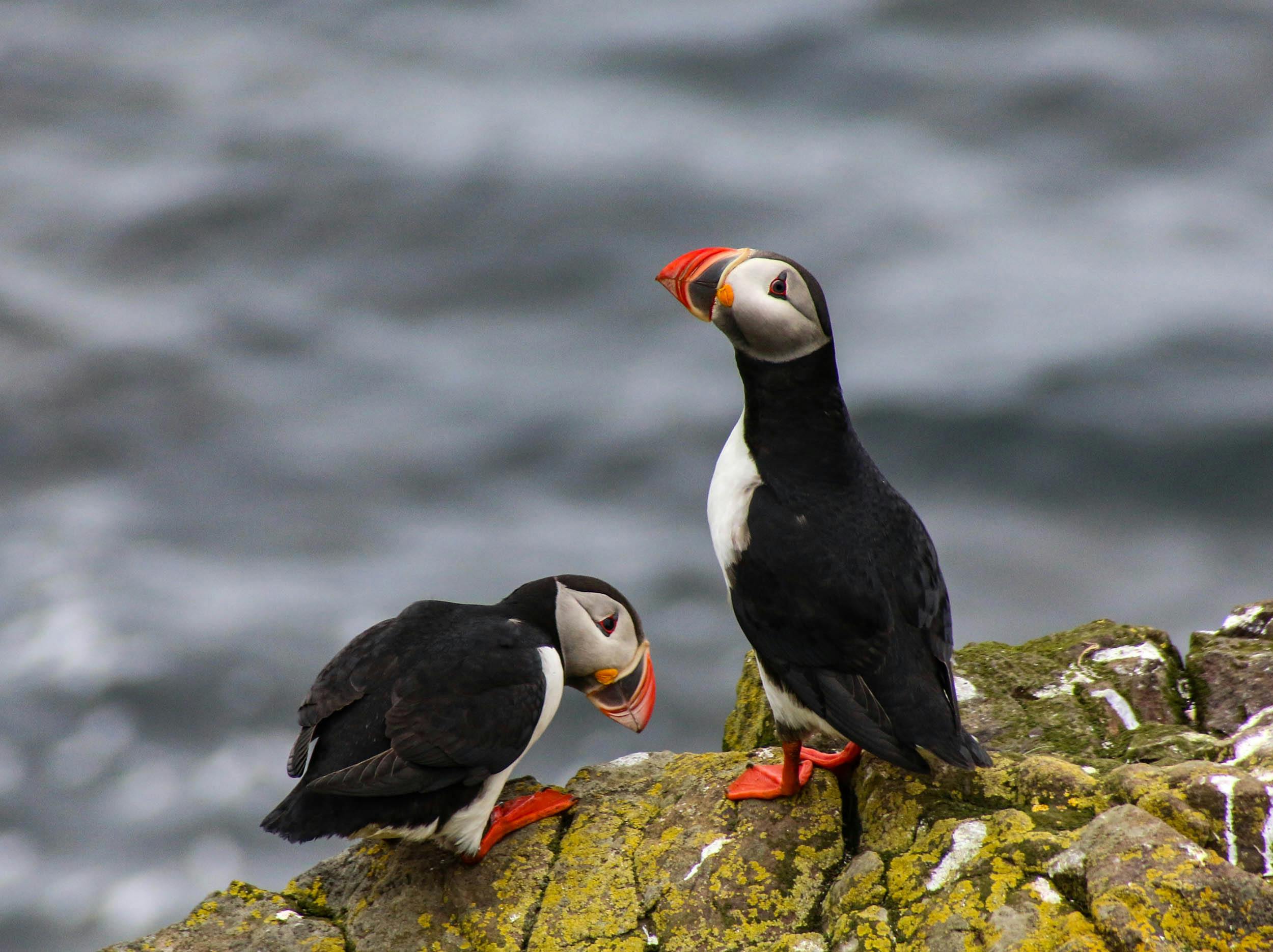 Papageientaucher, Puffin, Frühling, Felsen, Island