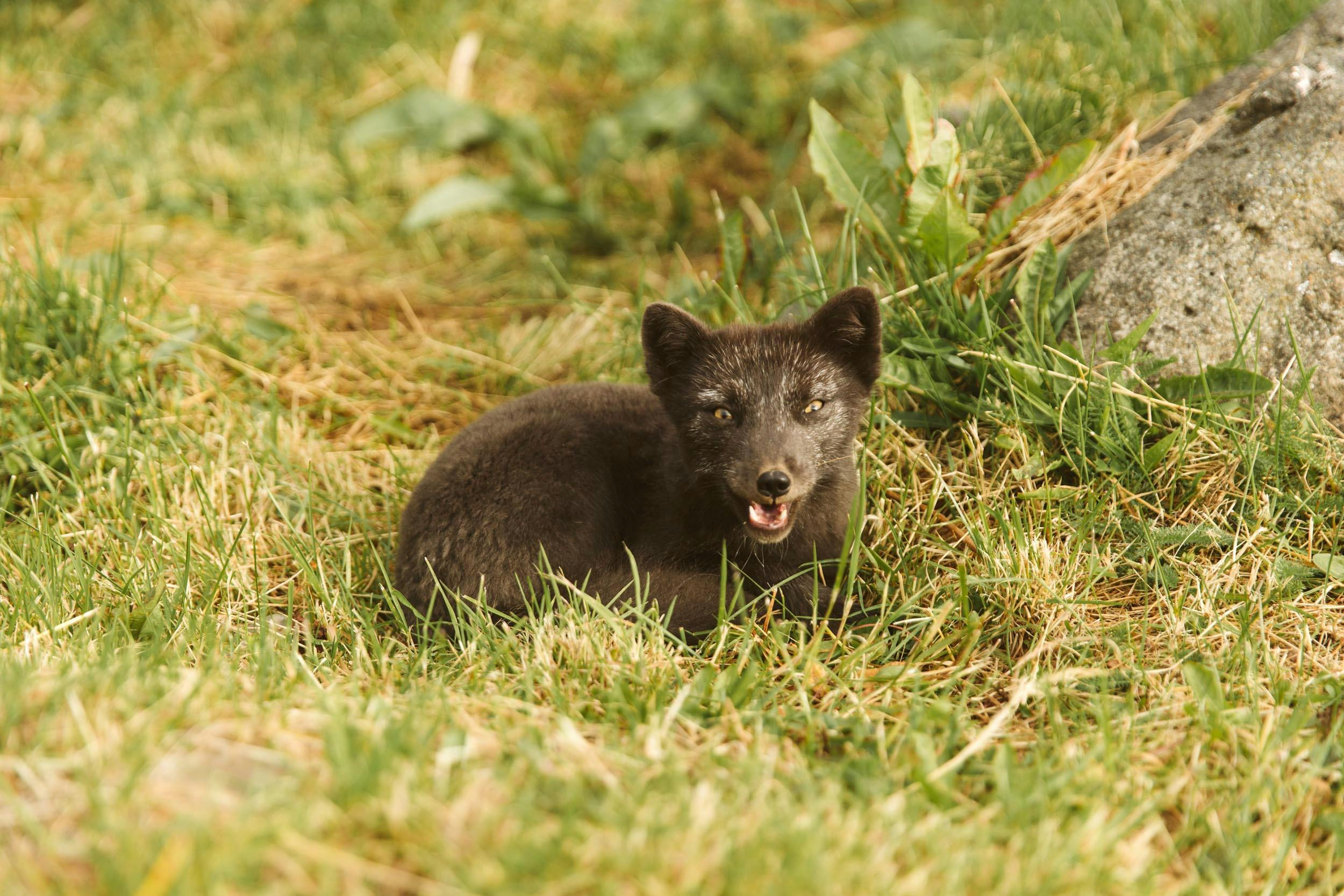 Polarfuchs, Gras, faucht, Tier, Island