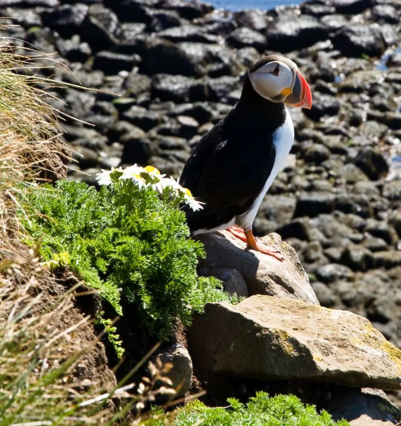 Papageitaucher bei Látrabjarg