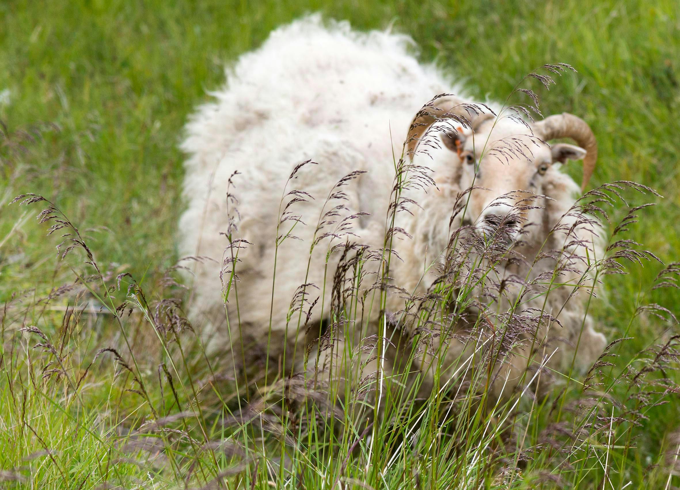 Schaf, hohes Gras, Island