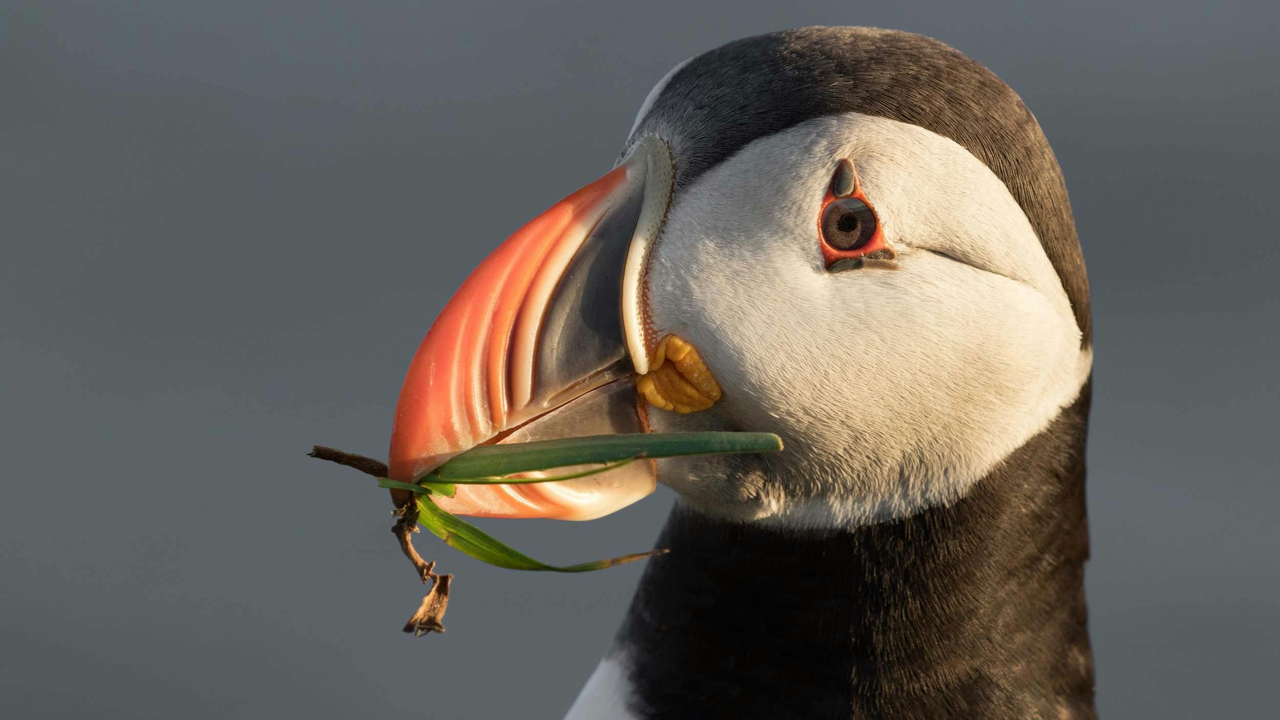 Papageientaucher, Látrabjarg, Westfjorde, Island