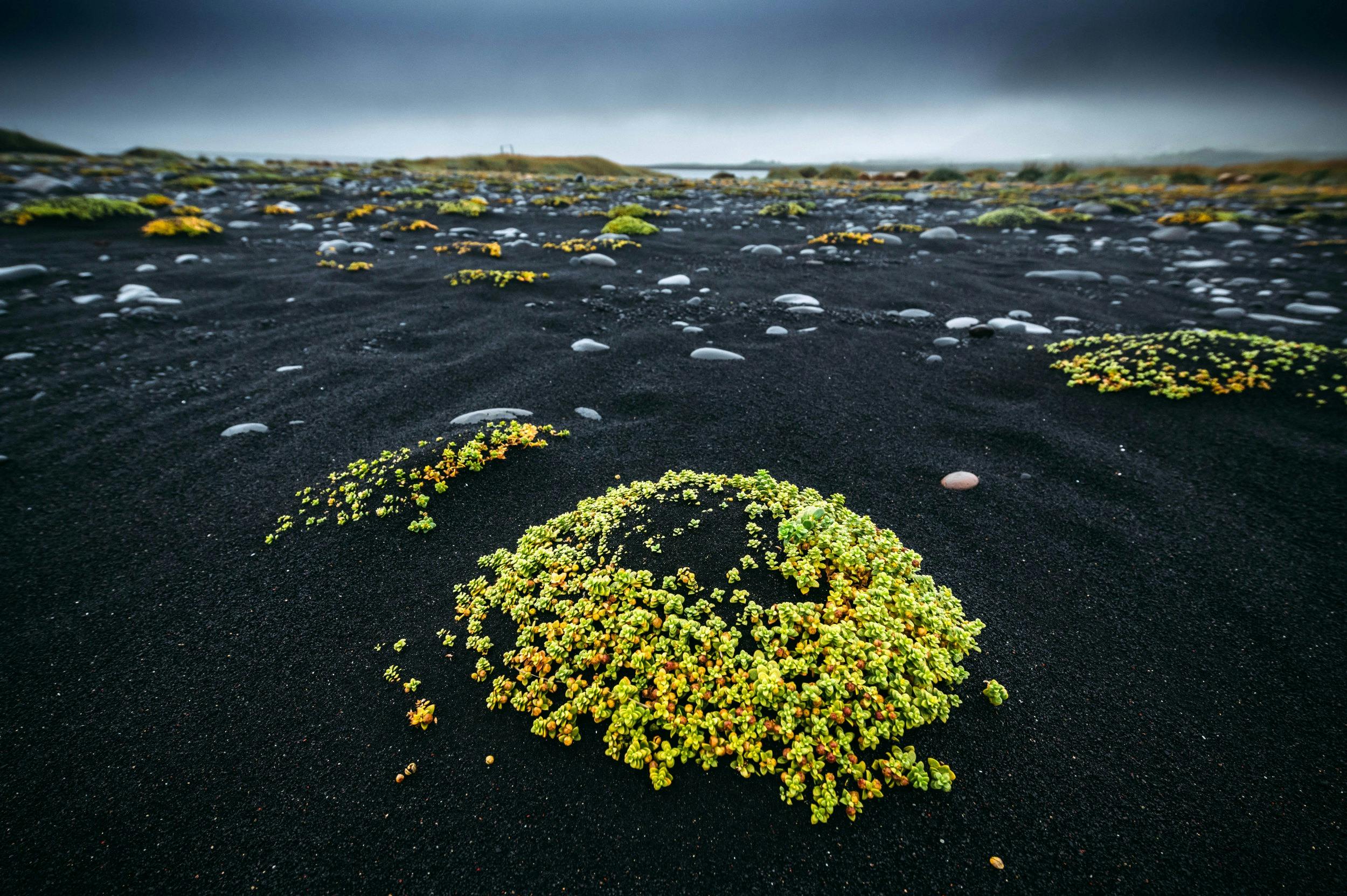 schwarzer Strand, Reynisfjara, Moospolster, Island