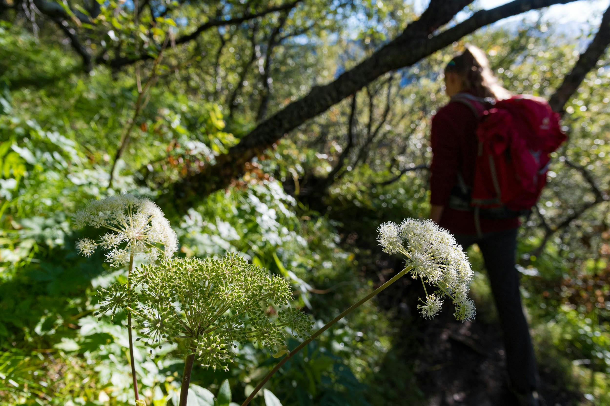 Wanderin, Birkenwald, Skaftafell, Island