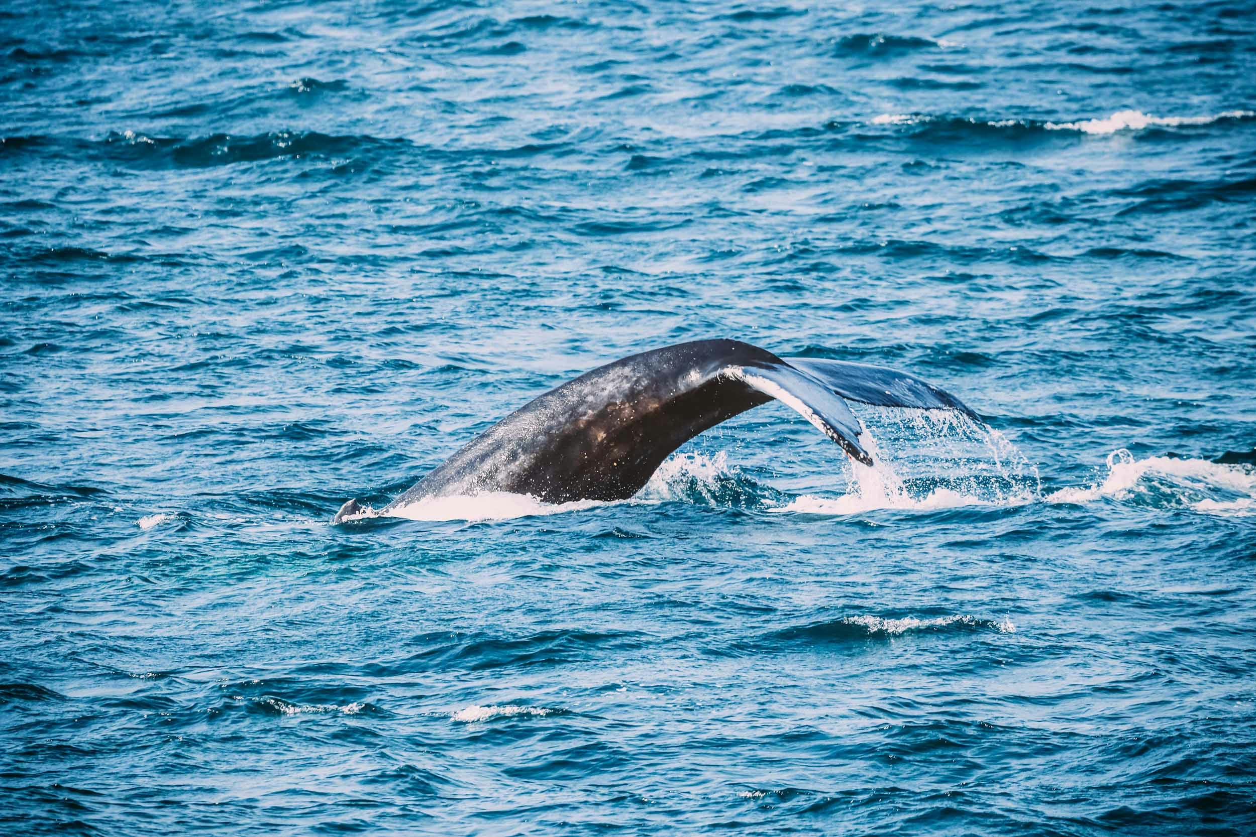 Walfluke, Eyjafjördur, Island