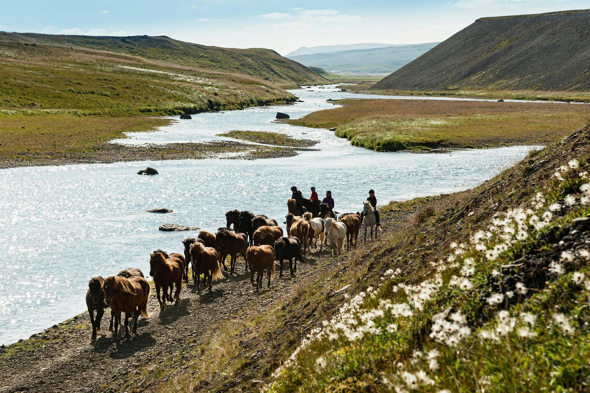 Islandpferdeherde, Fluss, Midfjördur, Island