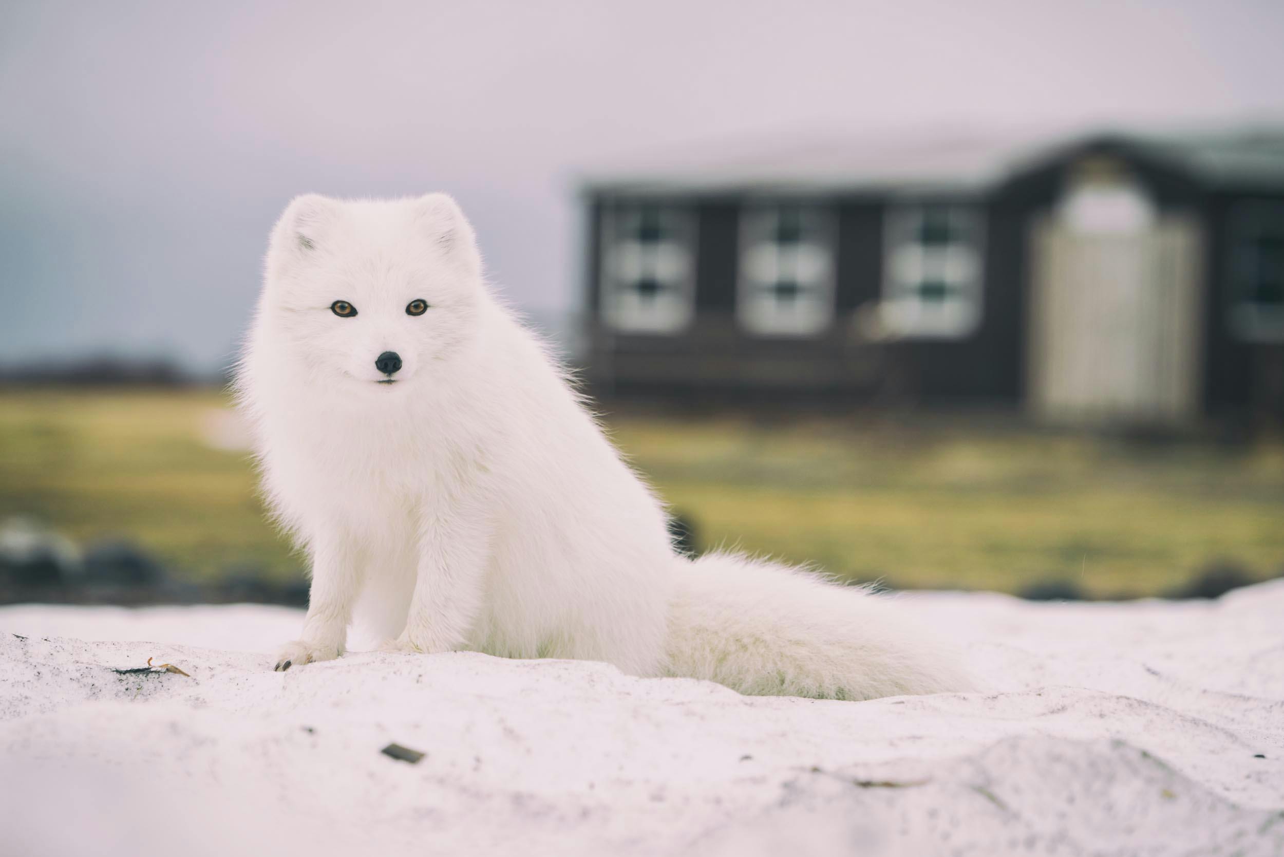 Polarfuchs, weißer Pelz, Strand, Island