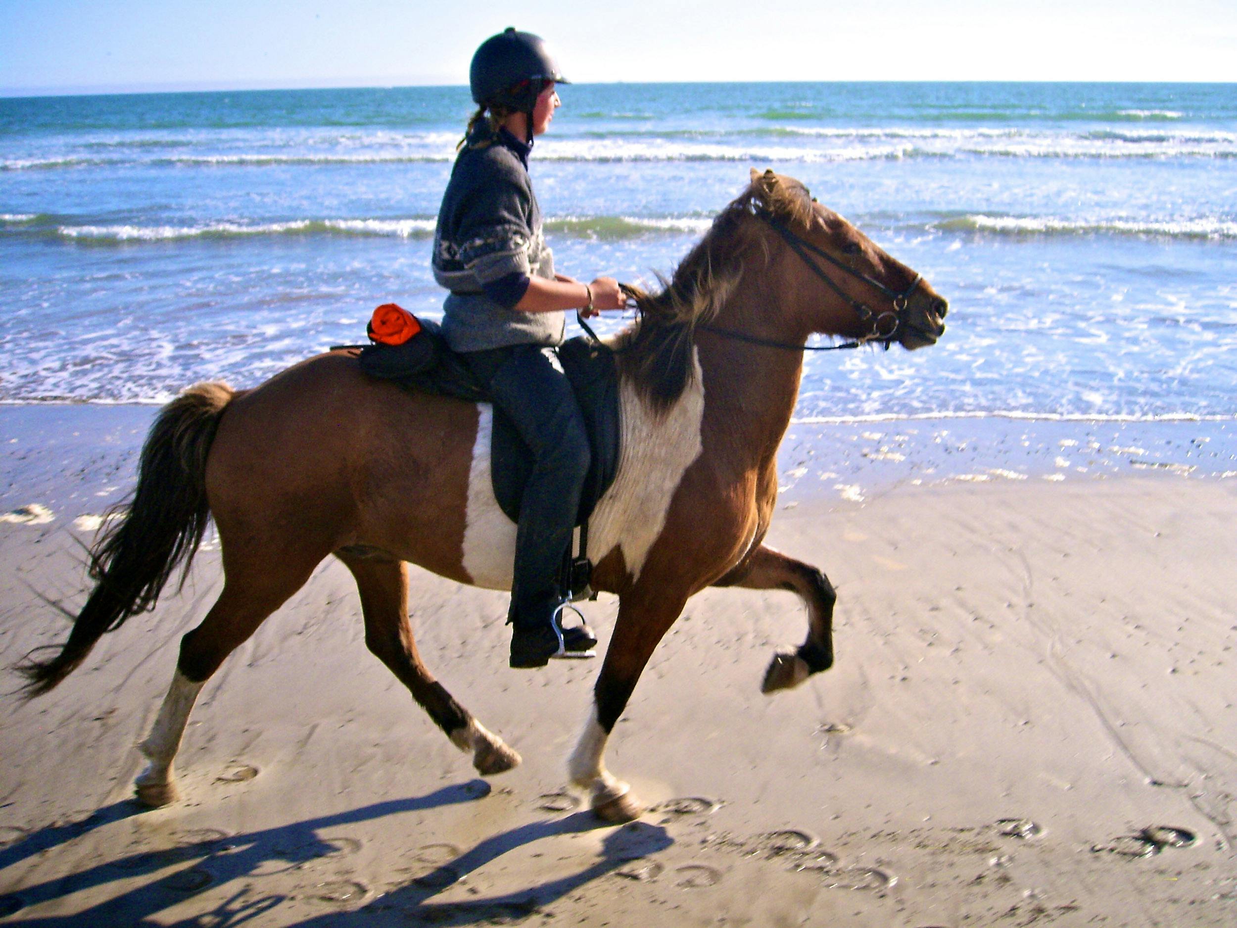 Islandpferd, Tölt, Strand, Island