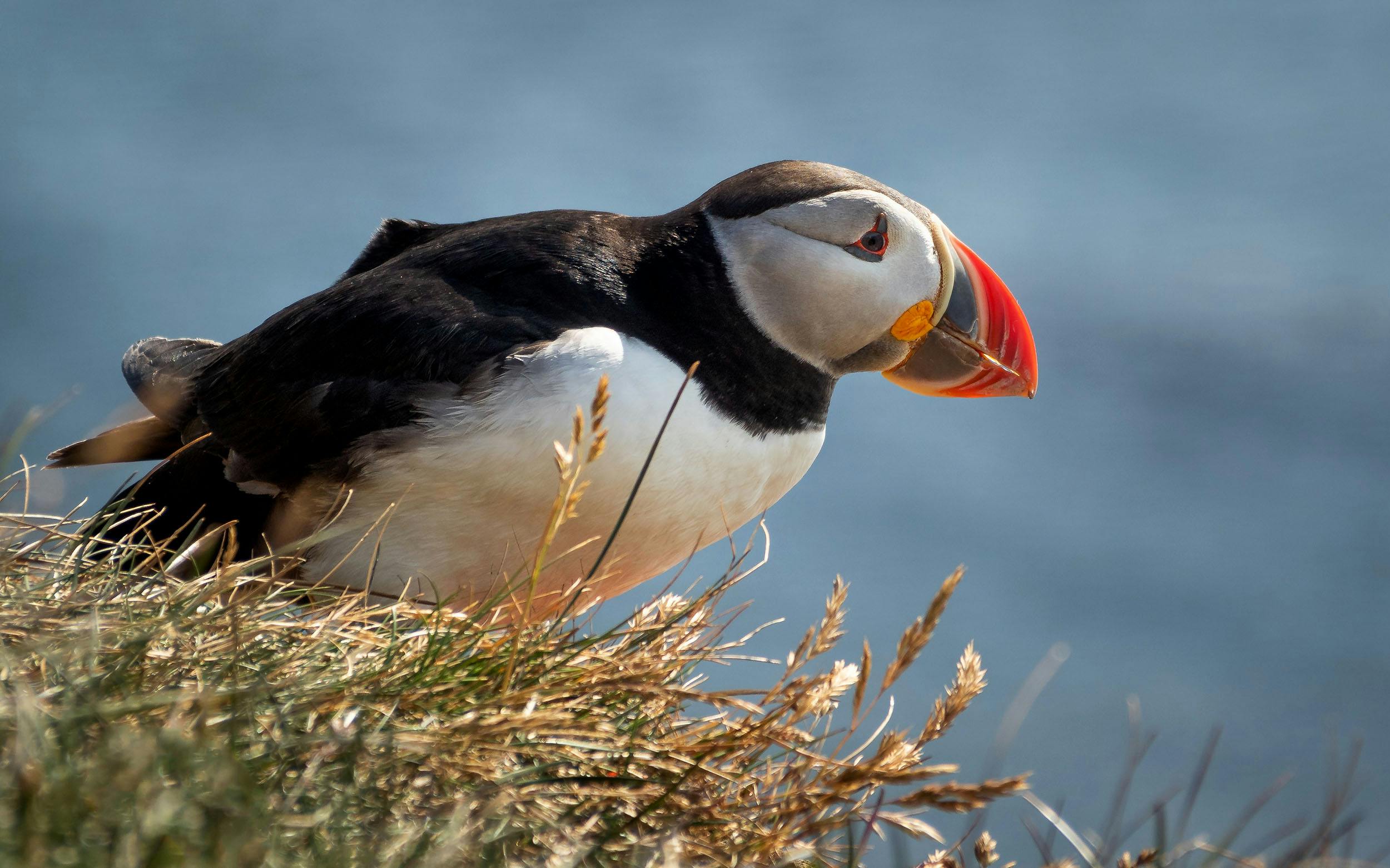 Papageitaucher, Ostfjorde, Island