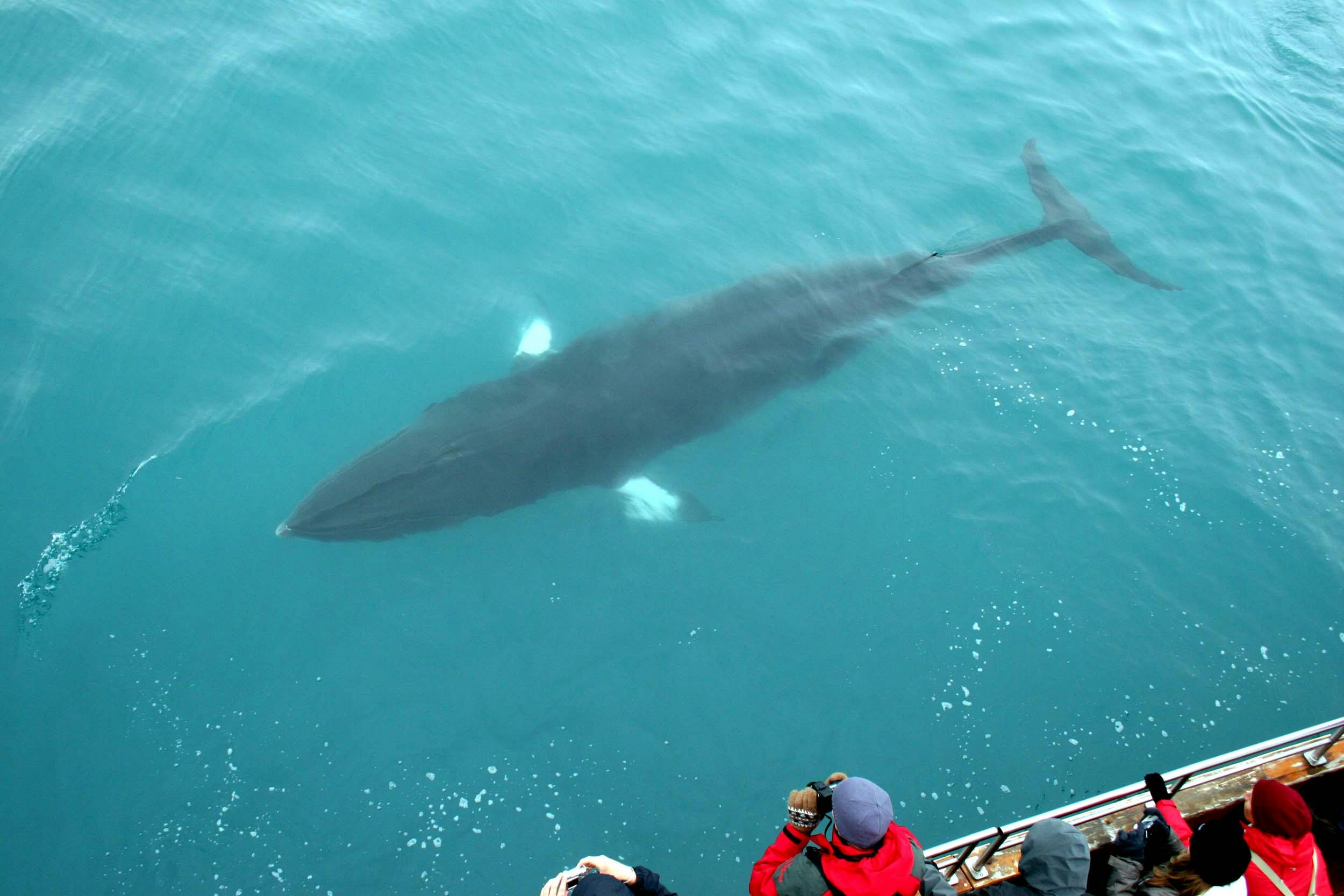 Whale Watching, Husavik, Island