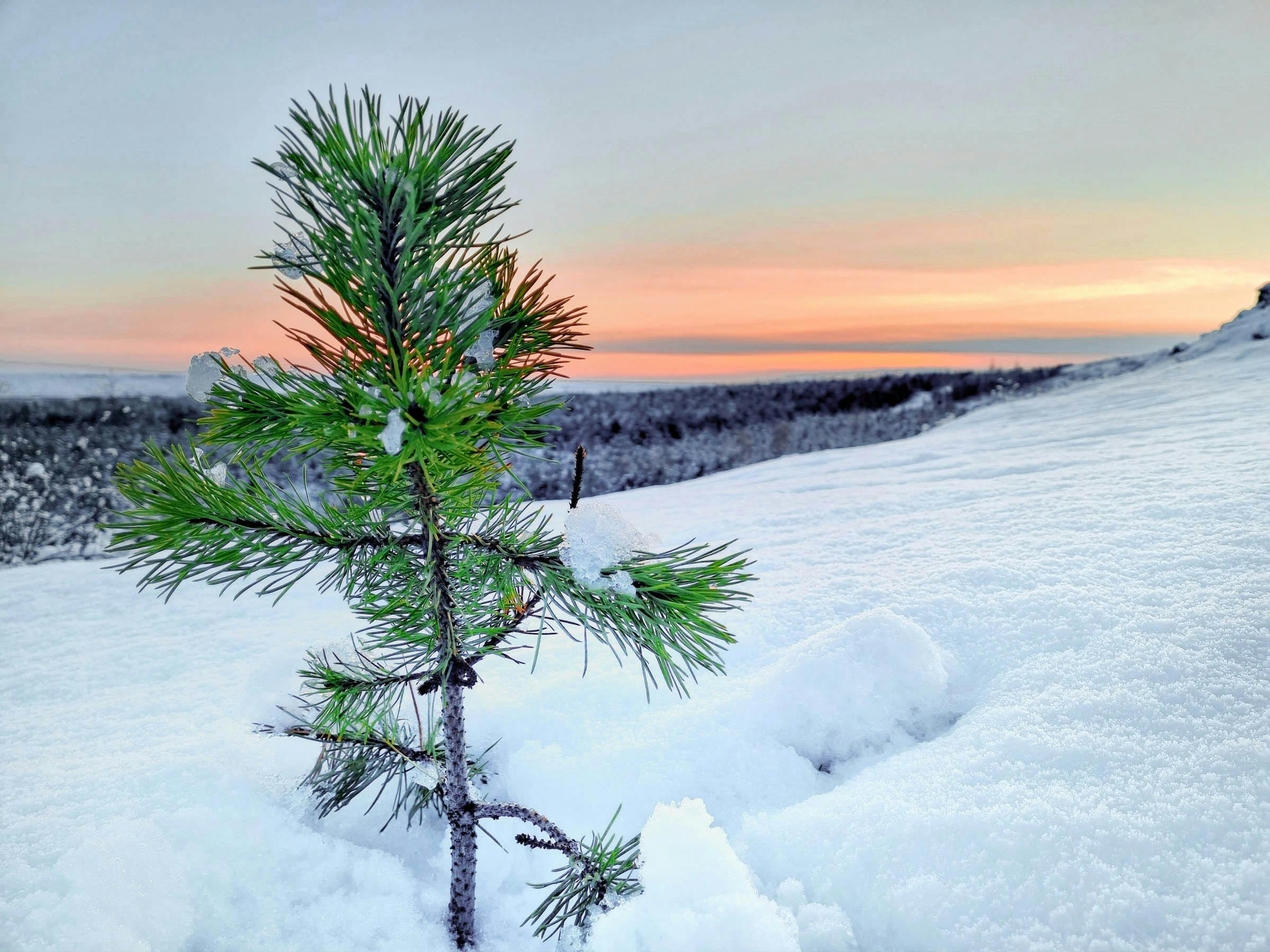 Baumsetzling, Winter, Island