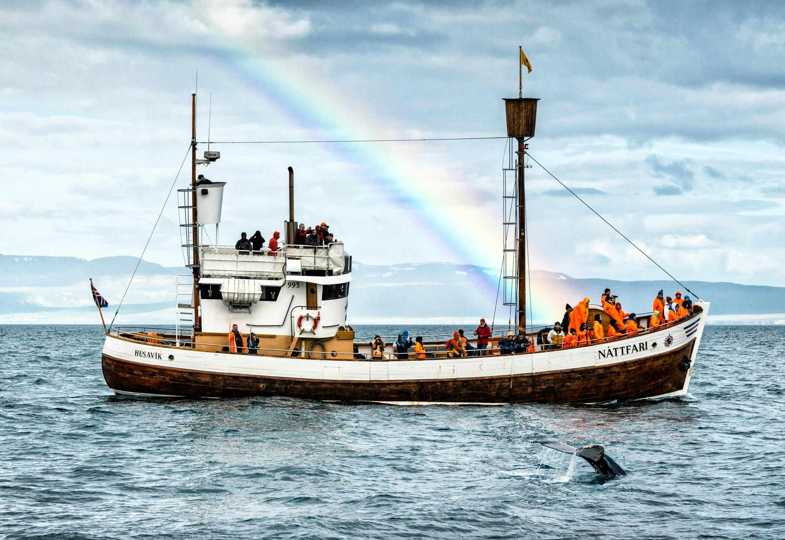 Whale Watching Boot, Wal, Island