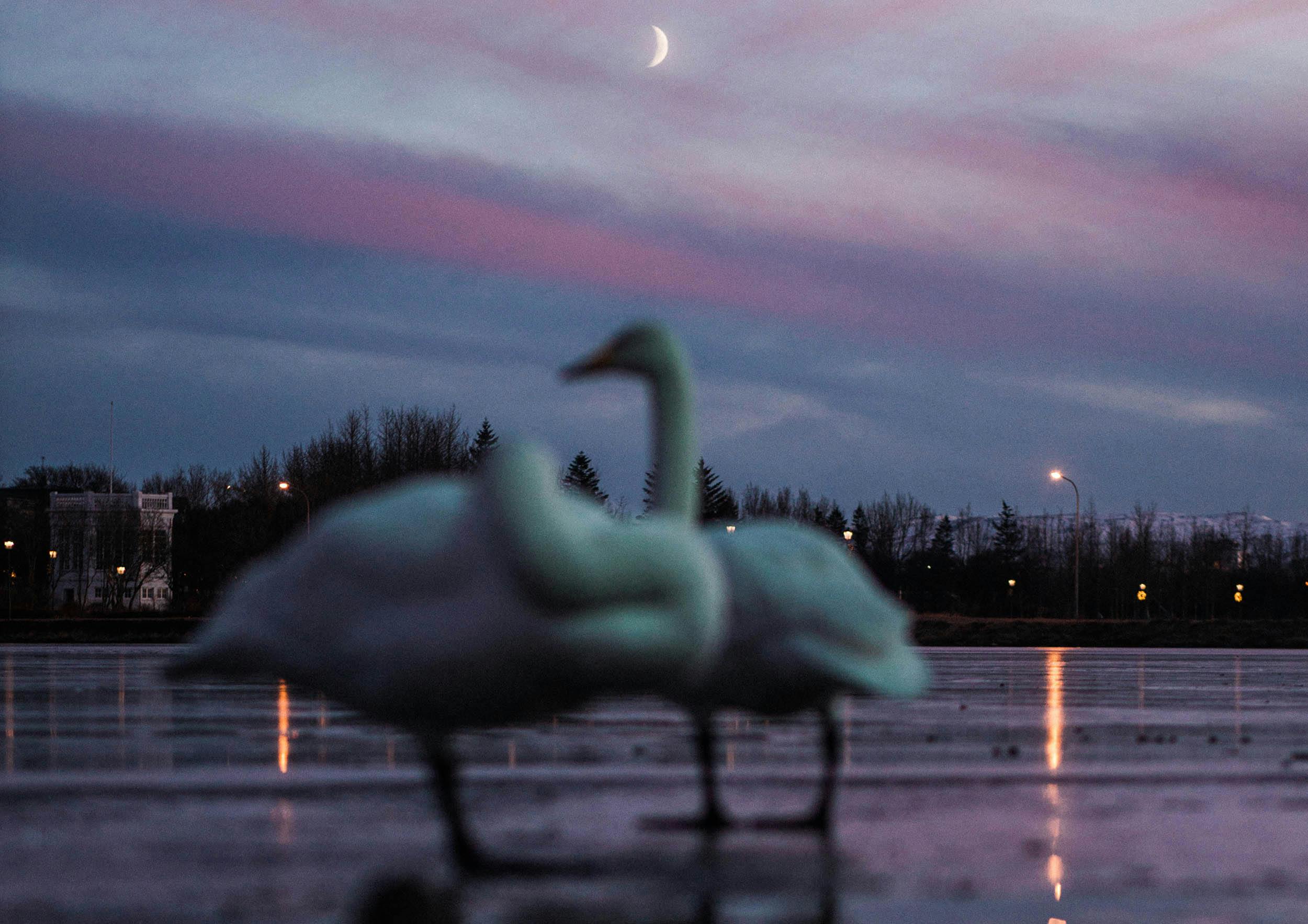 Schwäne, Tjörnin, Silvester, Reykjavik, Island