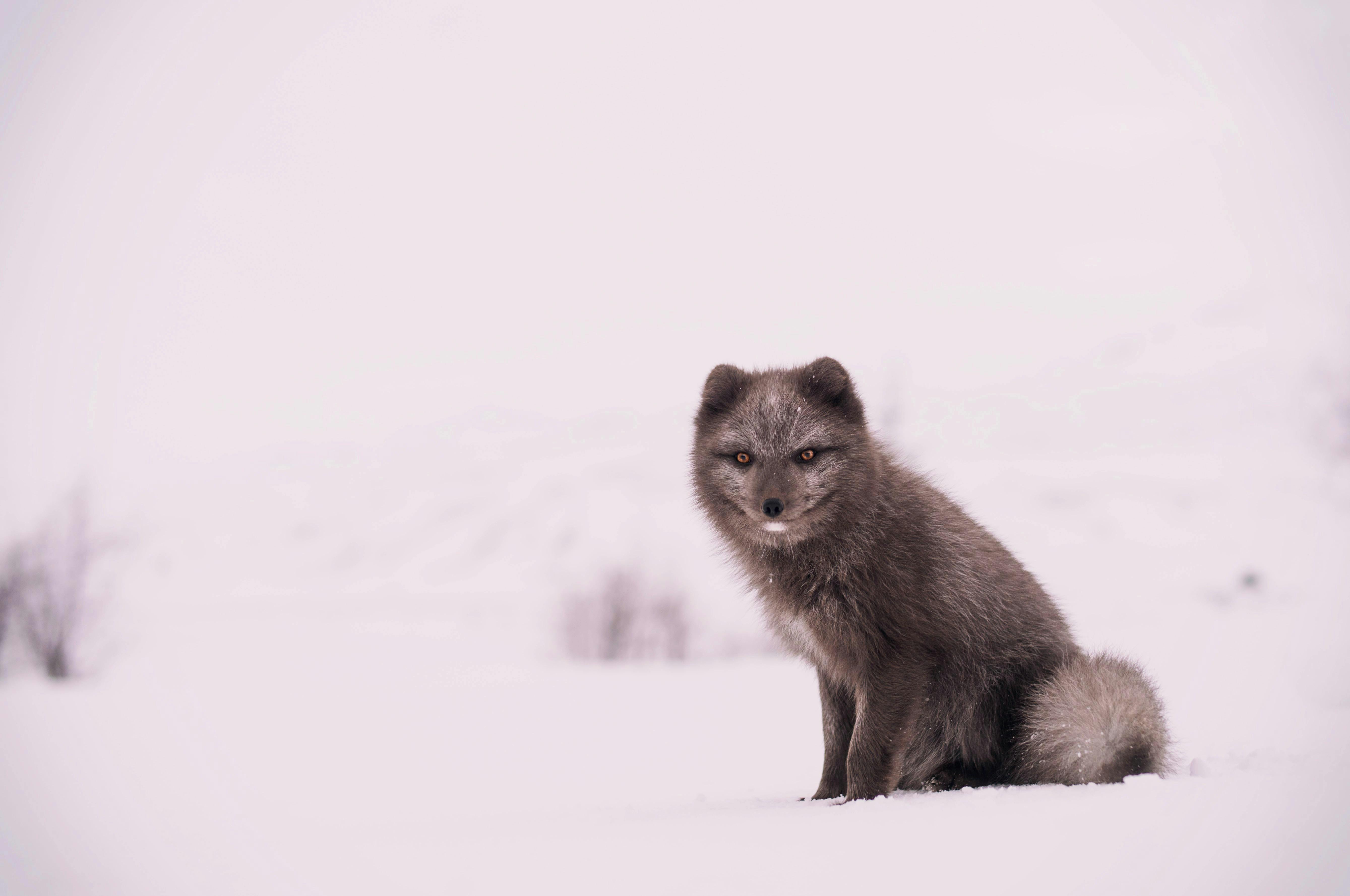 Porakfuchs, braun, Winter, Tier, Island