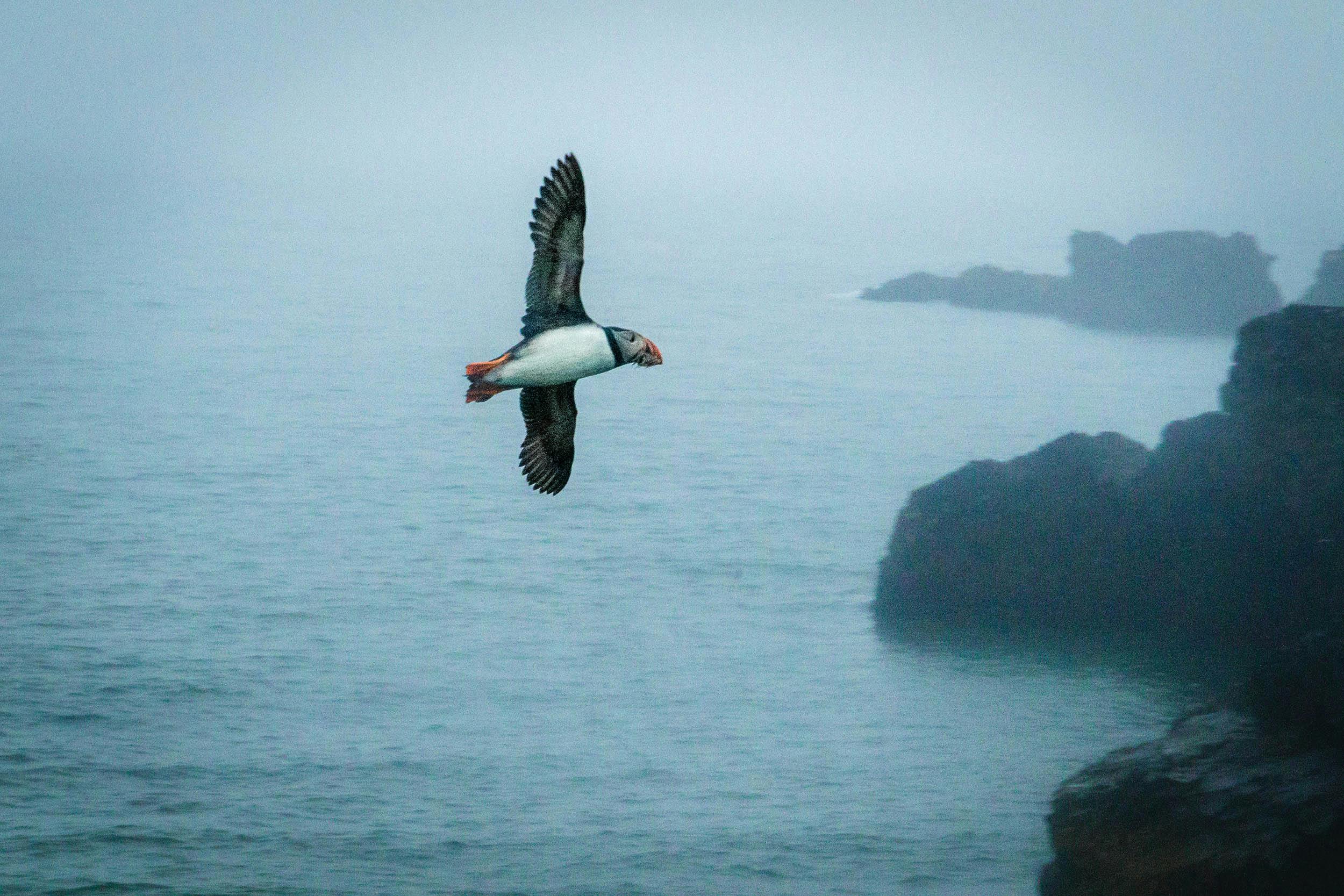 Fliegender Papageientaucher, Island