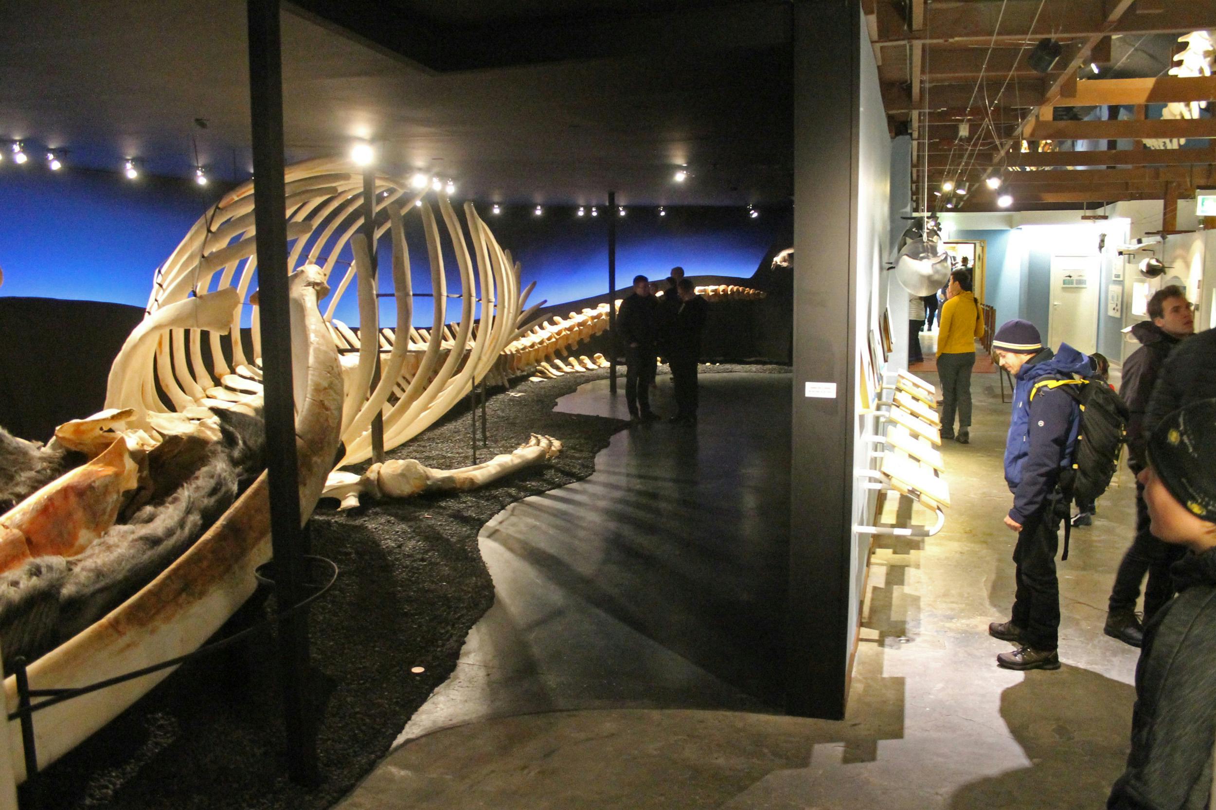 Skelett, Walmuseum, Husavik, Island