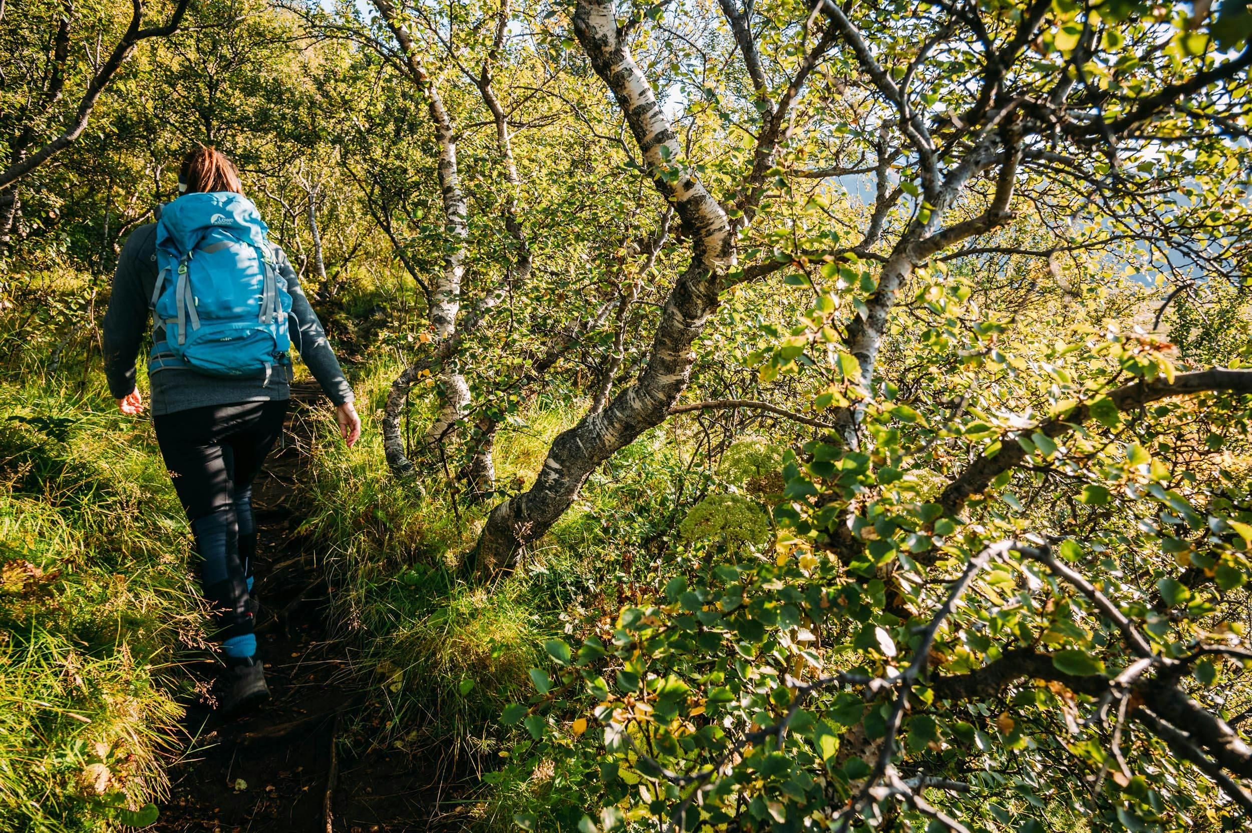 Wanderin, Birkenwald, Skaftafell, Island