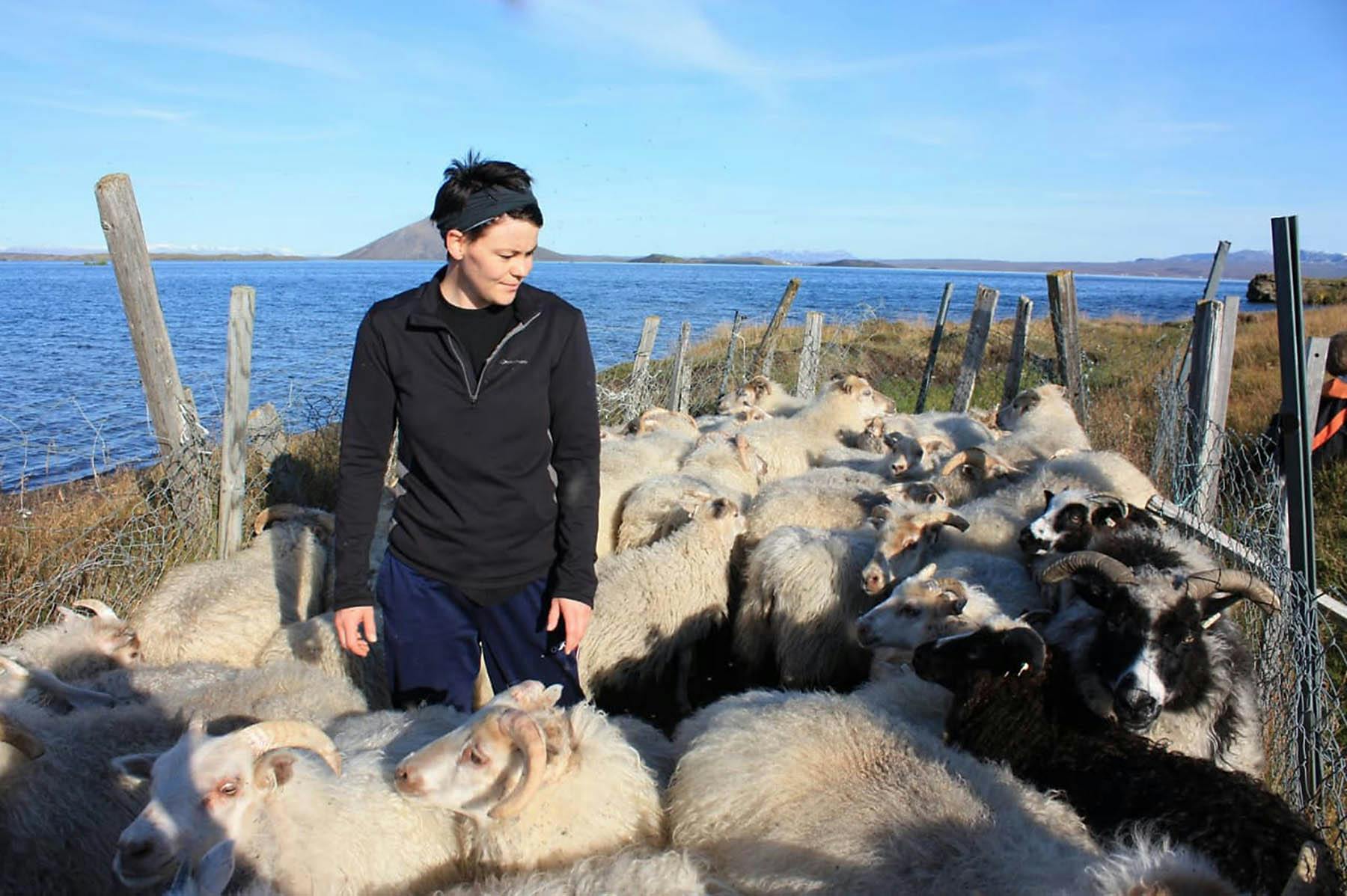 Frau, Schafpferch, Schafe aussortieren, Island