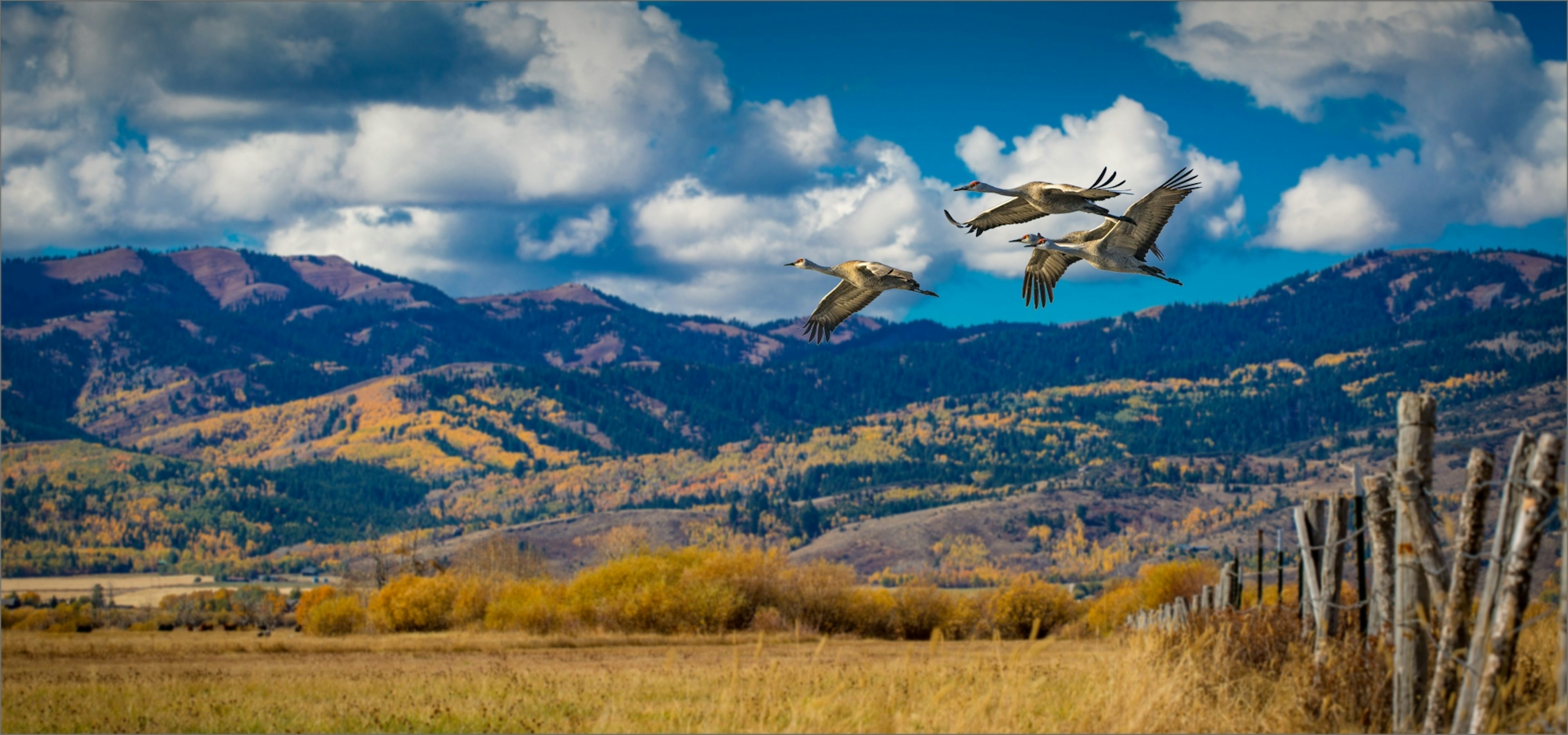 Sandhill Cranes flying over a field in front of the mountains in Victor, Idaho