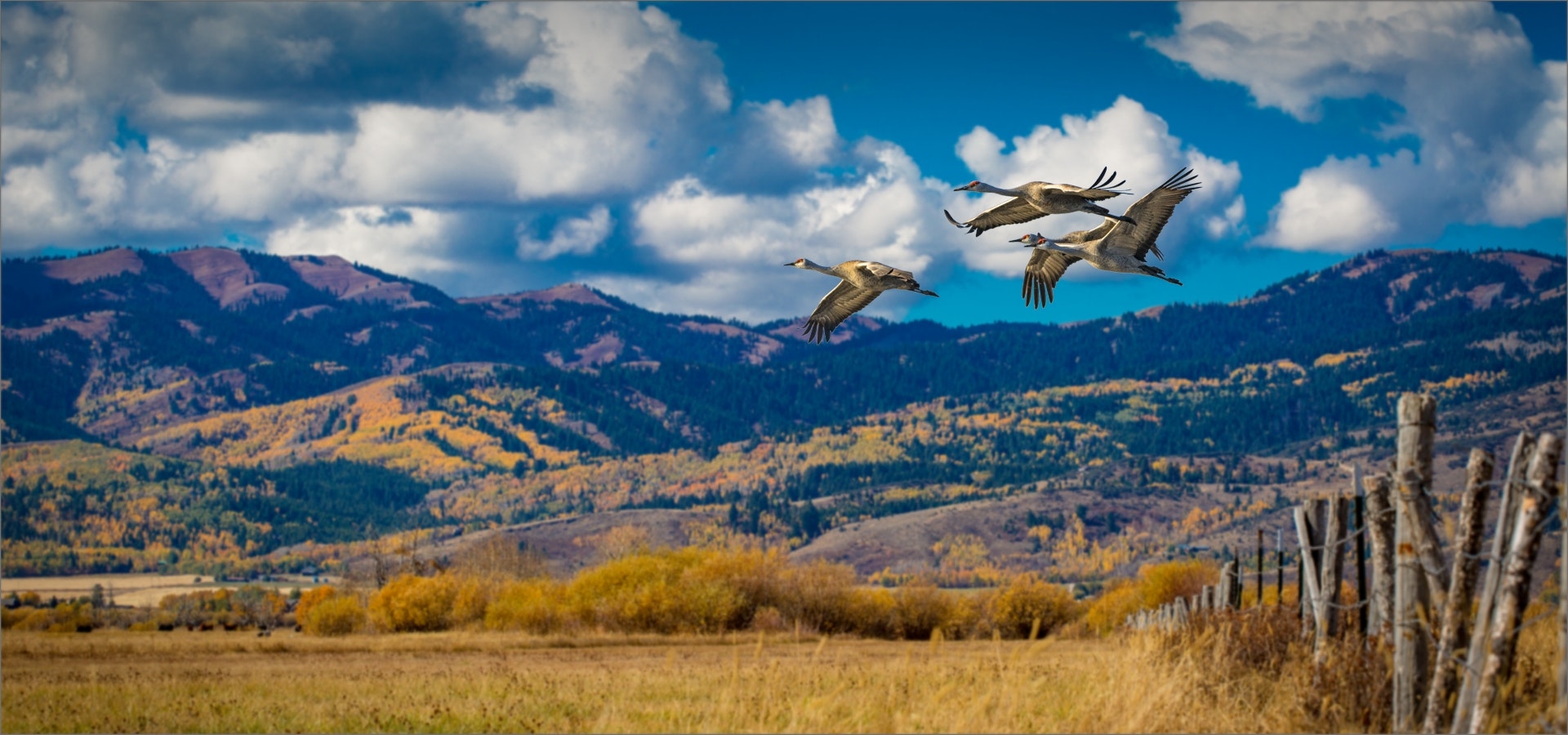 Sandhill Cranes flying over a field in front of the mountains in Victor, Idaho