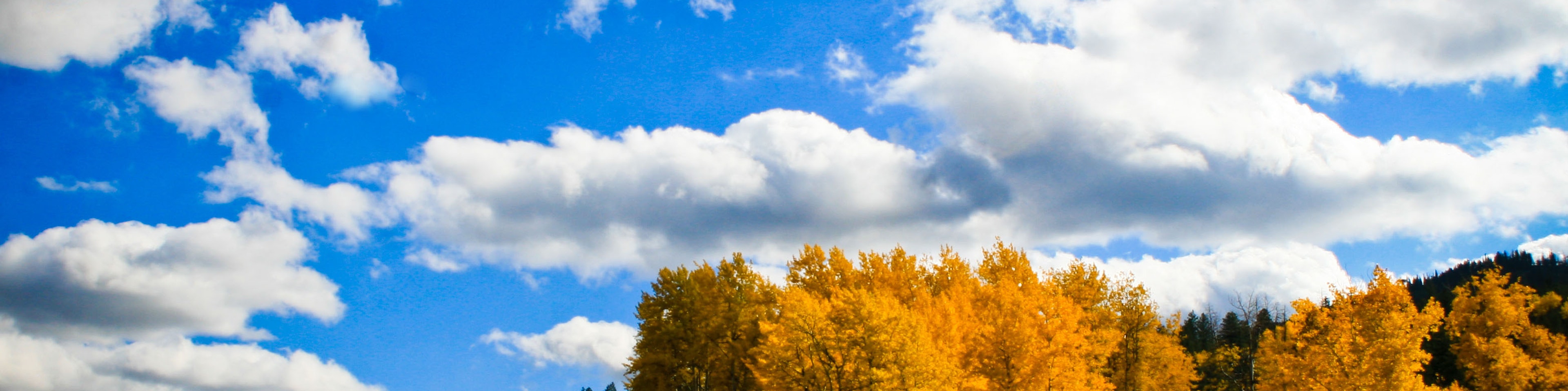 Fall in Victor Idaho. Yellow grove of aspens on a blue sky day with clouds.