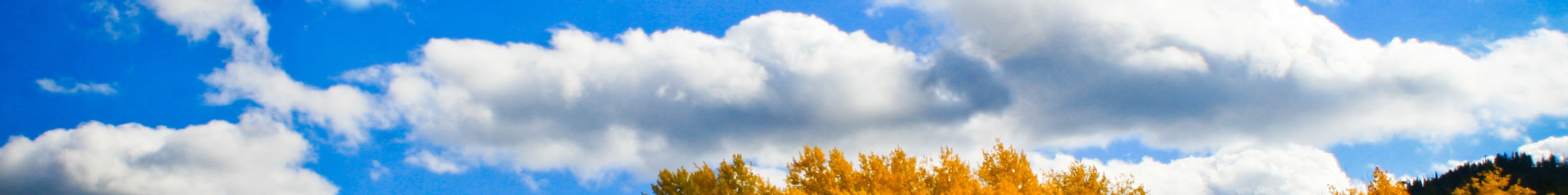 Fall in Victor Idaho. Yellow grove of aspens on a blue sky day with clouds. 