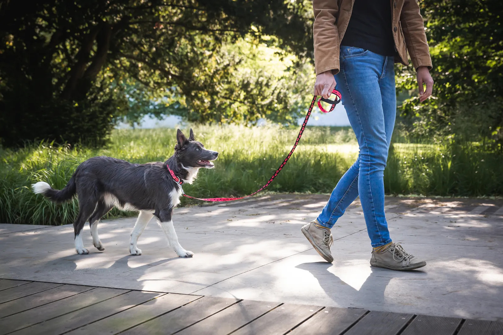 Dog owner walking a leashed dog outdoors