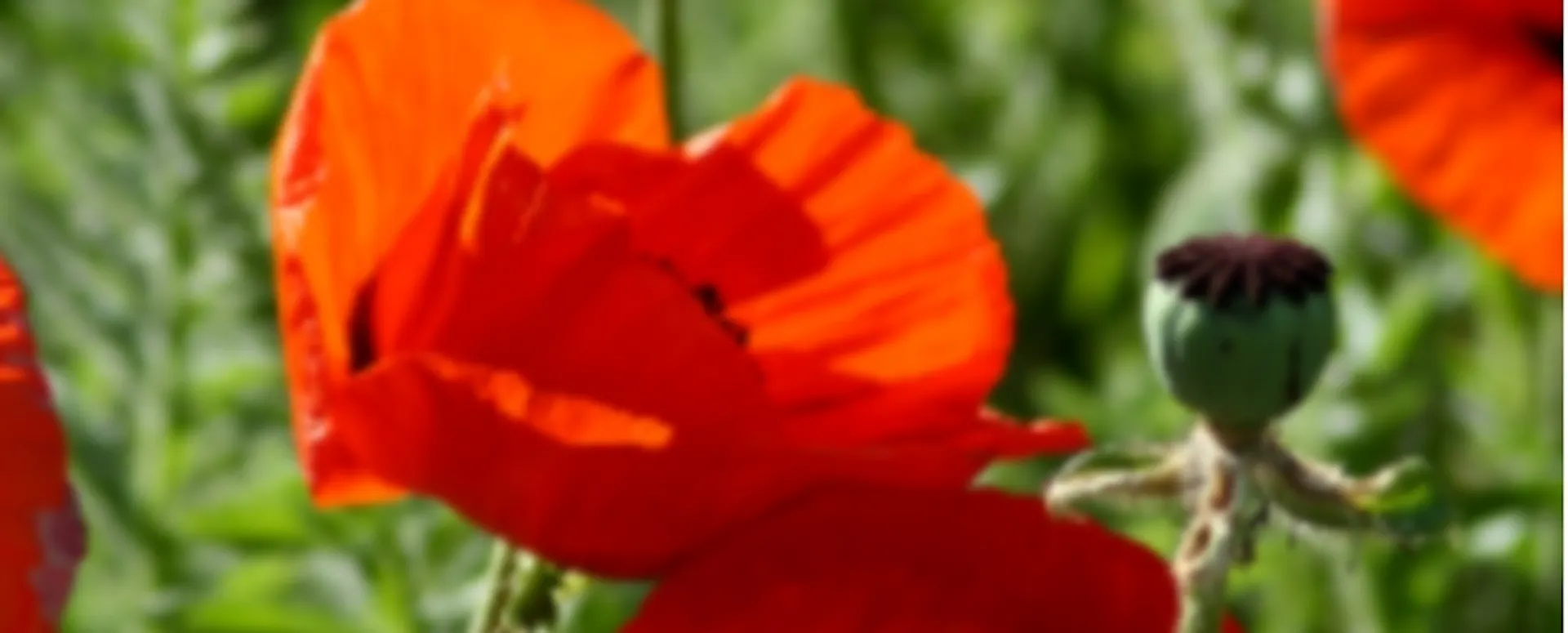footer image