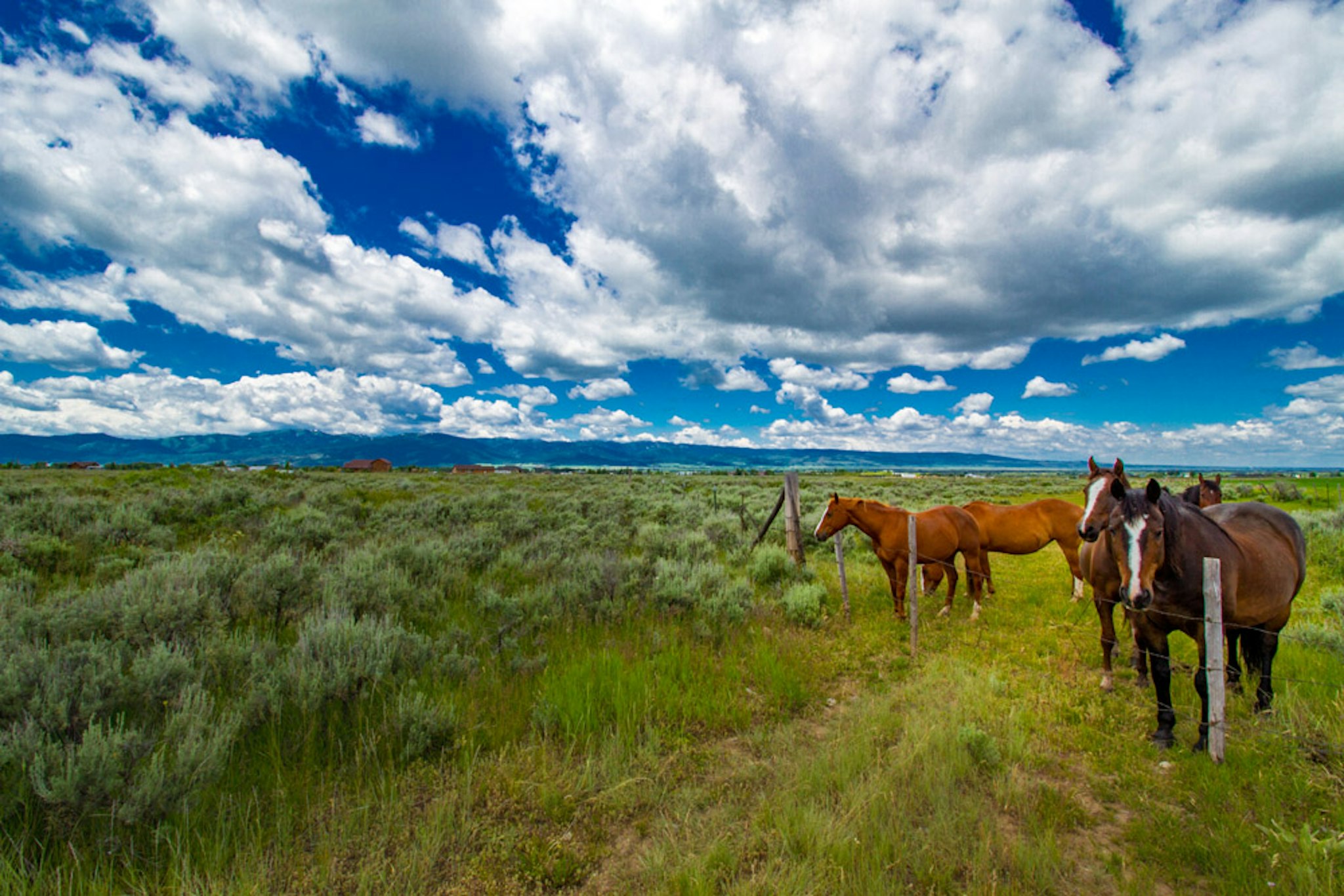 picture of horses in field in City of Victor
