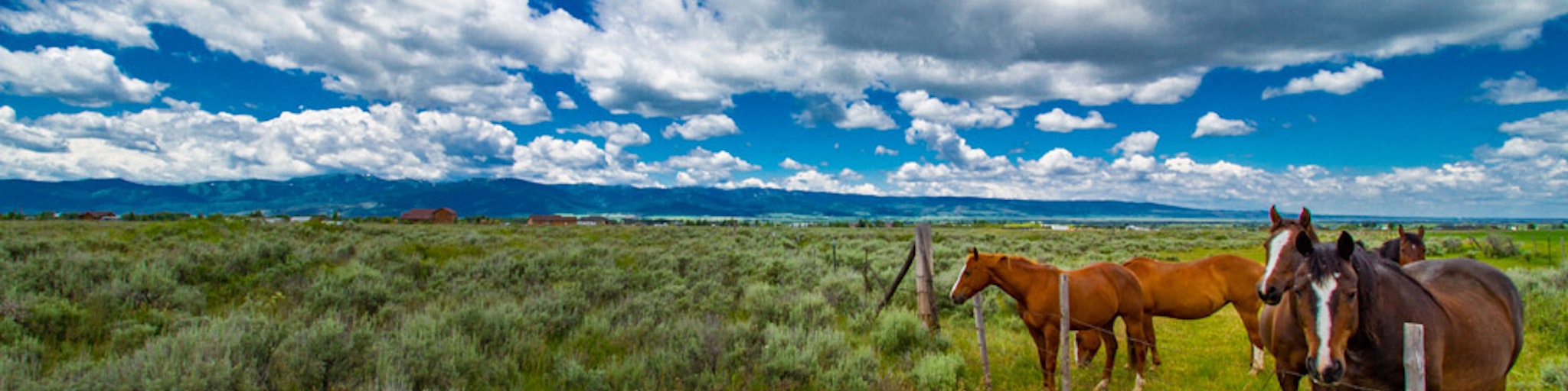 picture of horses in field in City of Victor