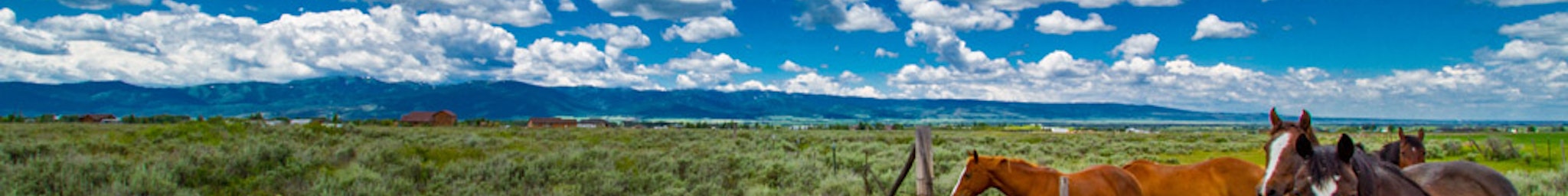 picture of horses in field in City of Victor