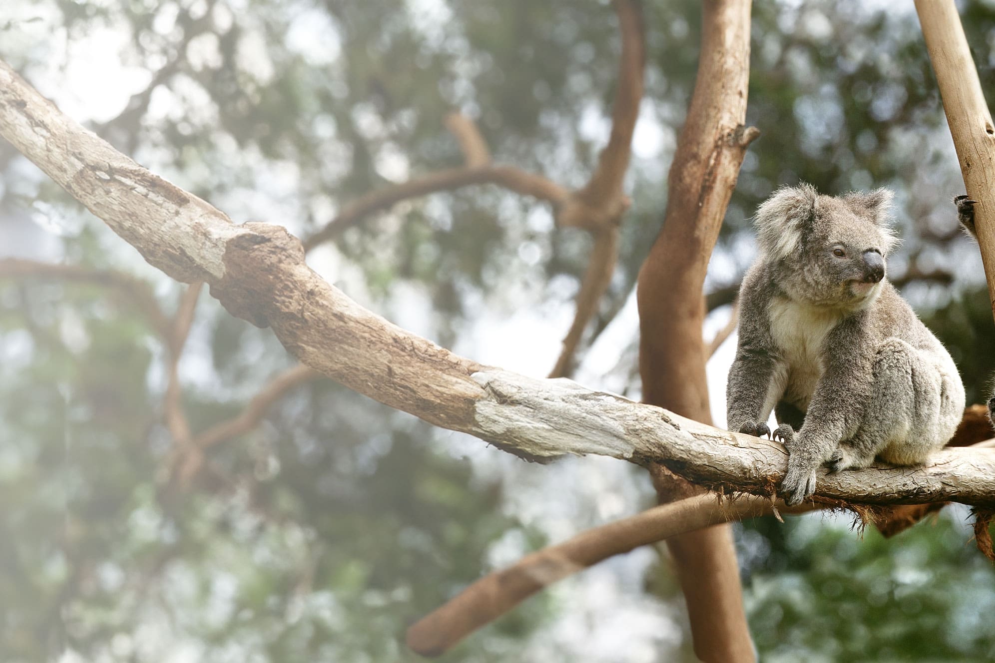 koala CLANCY foundation x VITRONIC