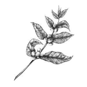 Óleo de Café Verde