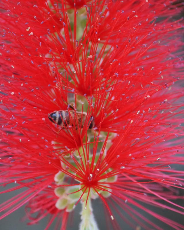 Callistemon citrinus