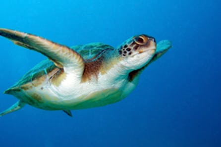 <h3>Turtle Spotting cruise</h3>