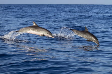 <h3>Viaje en barco avistaje de delfines</h3>